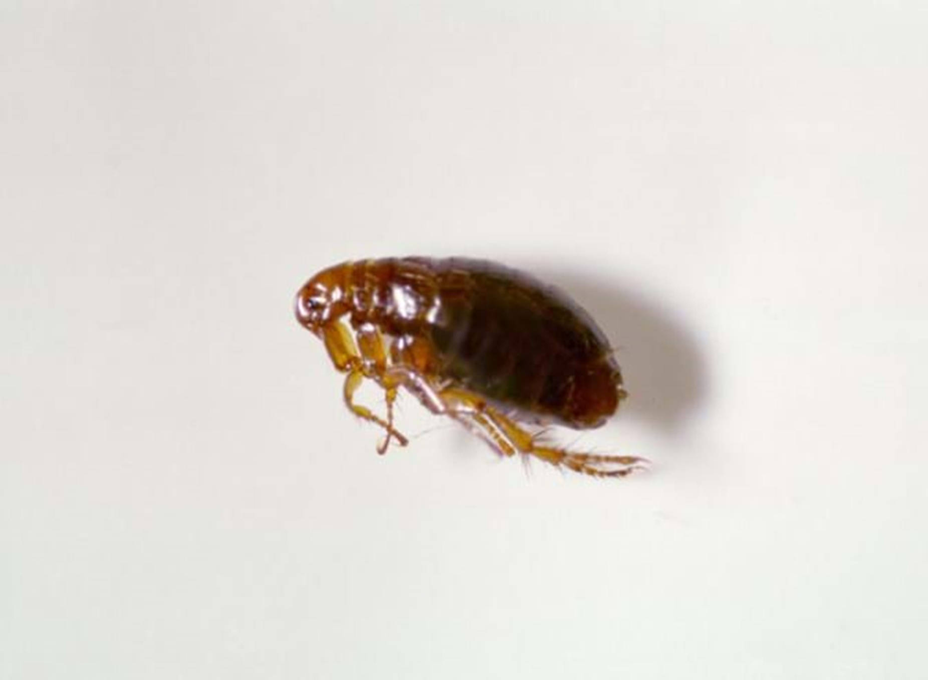 flea, brown, segmented body, HD Desktop Wallpaper