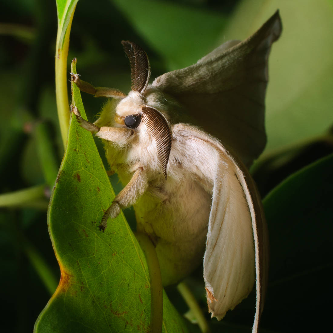 white fuzzy domestic poodle silkmoth, fluffy white moth, feathery antennae, SD Desktop Wallpaper