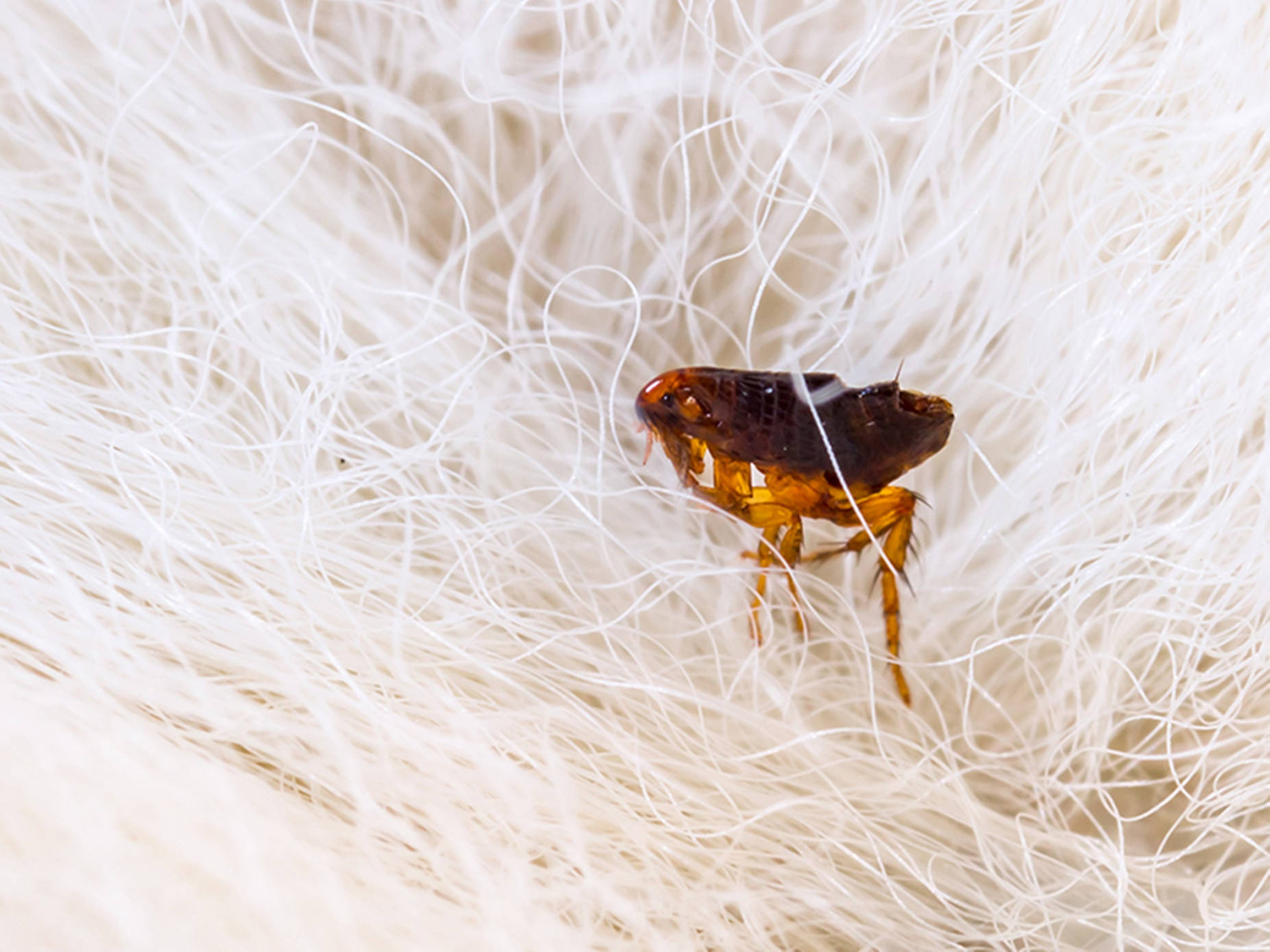 flea, animal fur, dark brown, HD Desktop Wallpaper