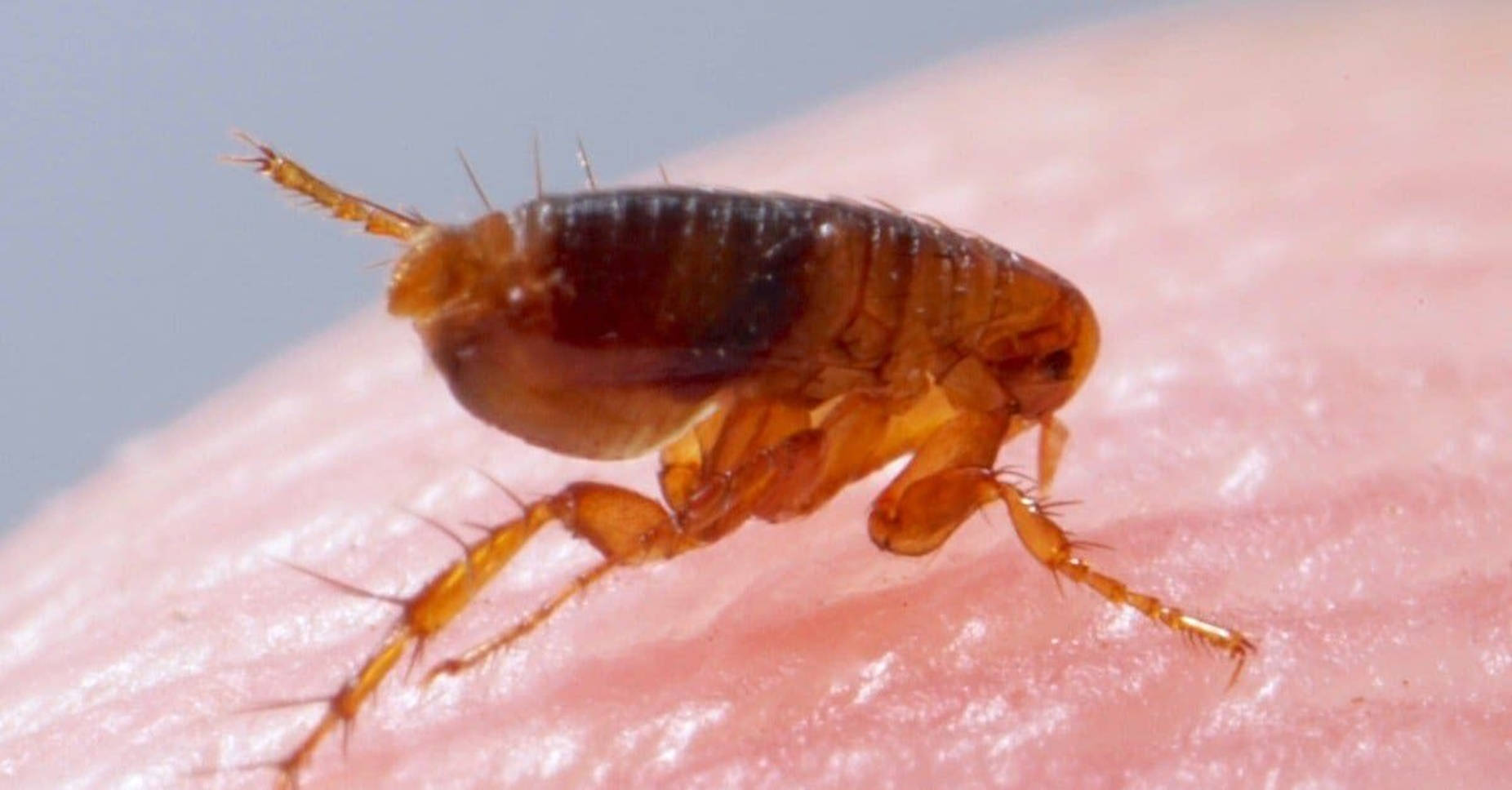 baby flea, brown flea, spiny legs, HD Desktop Wallpaper