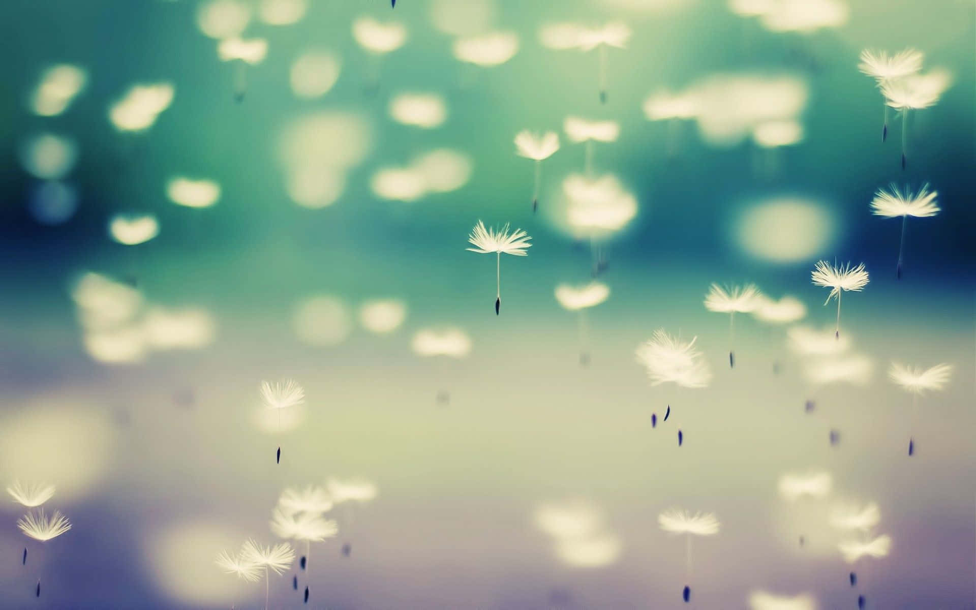 vintage desktop, dandelion, teal, Full HD Desktop Wallpaper