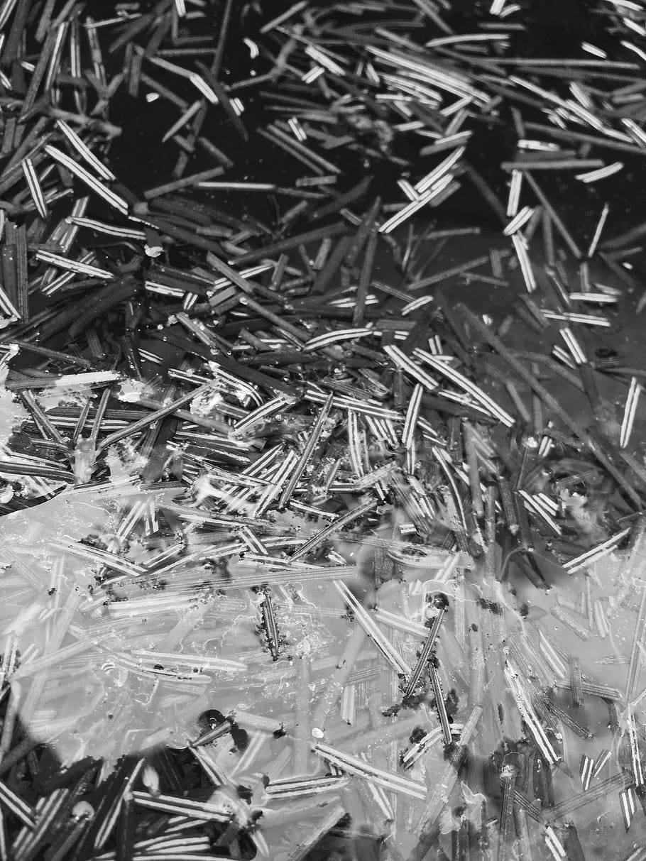 tonal contrast floating sticks, pine needles, ice crystals, SD Phone Wallpaper