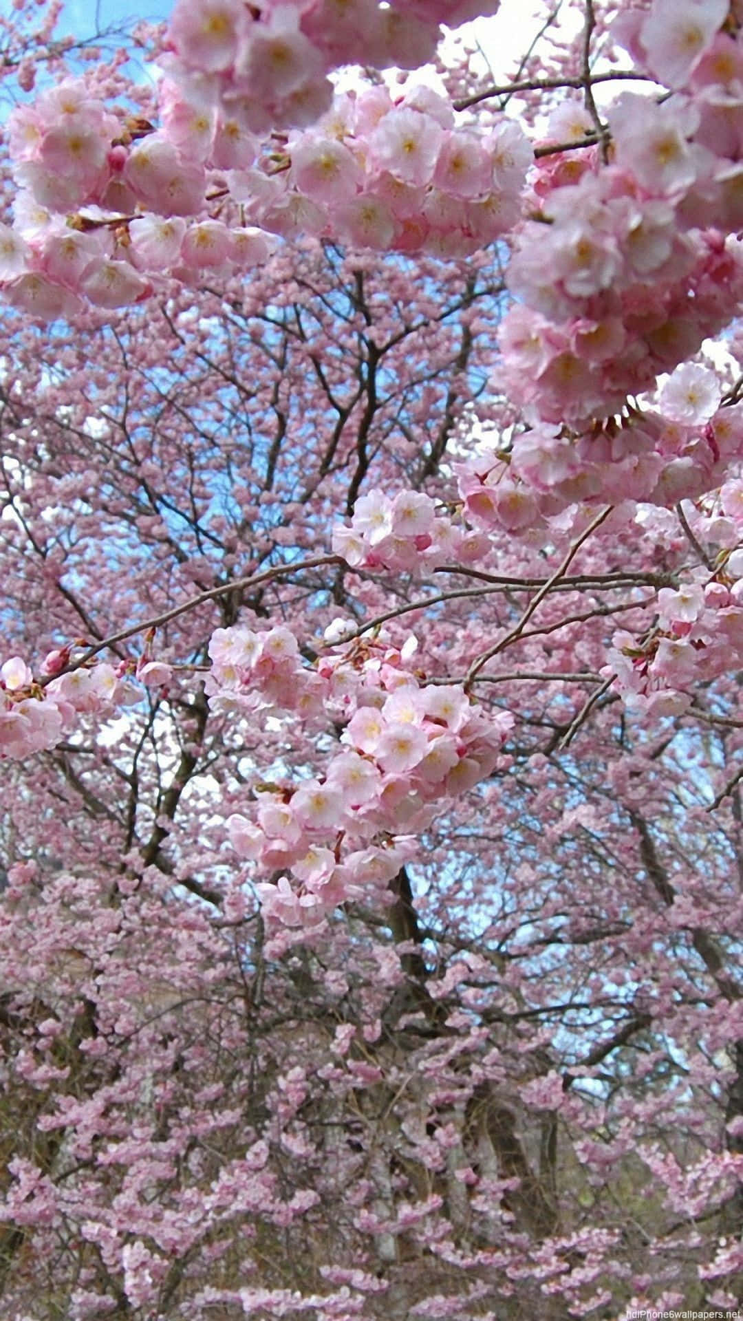 Floral Aesthetic iPhone, pink cherry blossoms, clear blue sky, Full HD Phone Wallpaper