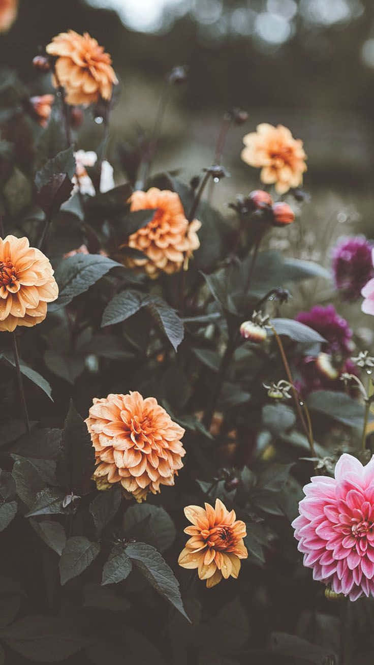 floral aesthetic iPhone, orange, pink dahlias, HD Phone Wallpaper