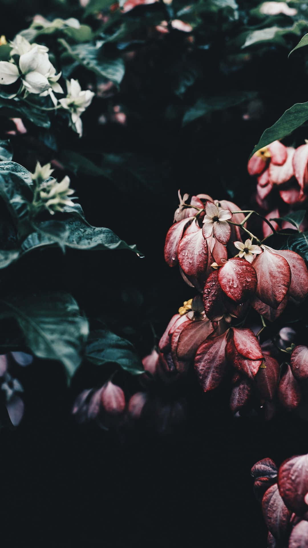 floral aesthetic iPhone, deep burgundy, white flowers, Full HD Phone Wallpaper