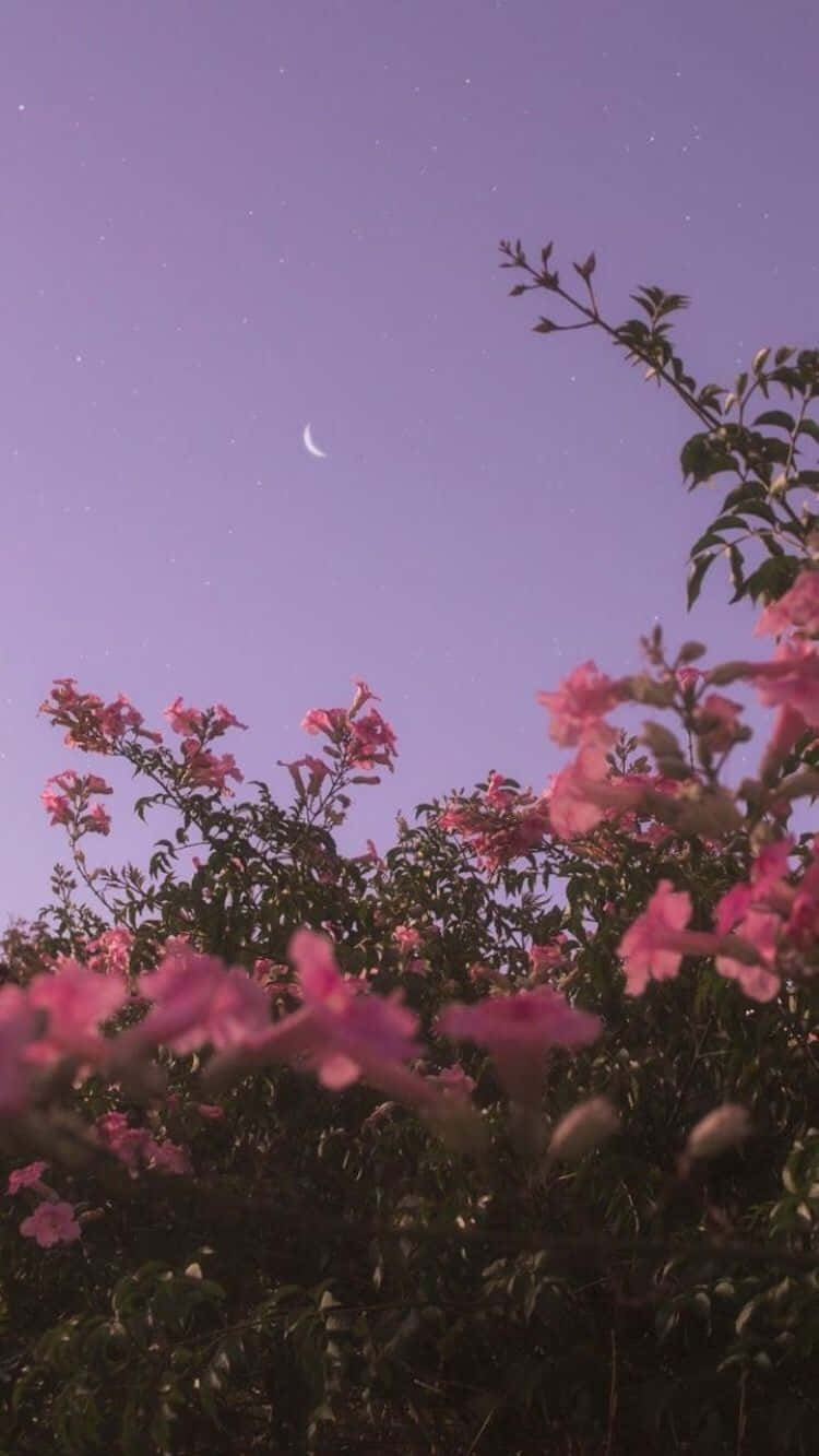 floral aesthetic iPhone, pink flowers, starry purple sky, HD Phone Wallpaper
