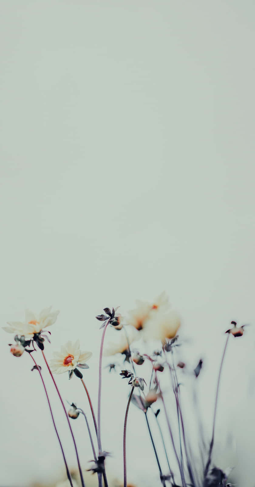 floral aesthetic iPhone, white daisies, orange centers, HD Phone Wallpaper