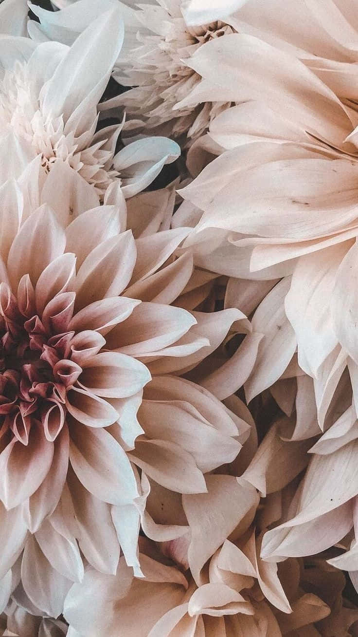 Floral Aesthetic iPhone, blush, cream, HD Phone Wallpaper