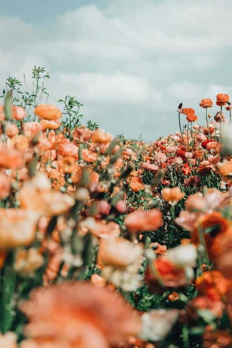 orange poppies, soft cloudy sky, shallow depth of field, SD Phone Wallpaper