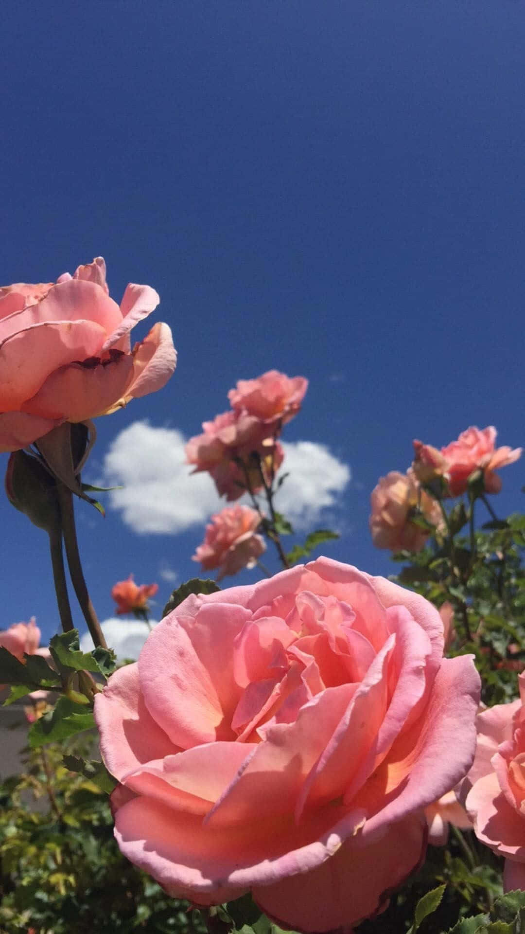 floral aesthetic iphone, soft pink roses, vivid blue sky, Full HD Phone Wallpaper