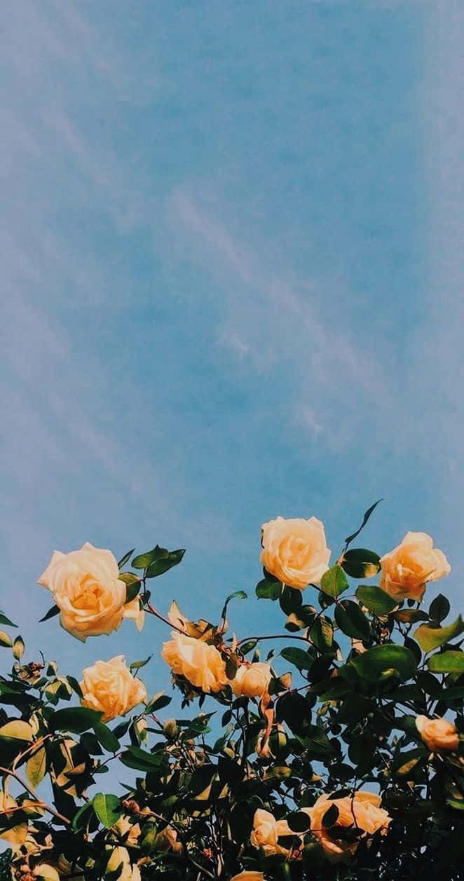 yellow roses, blue sky, wispy clouds, SD Phone Wallpaper