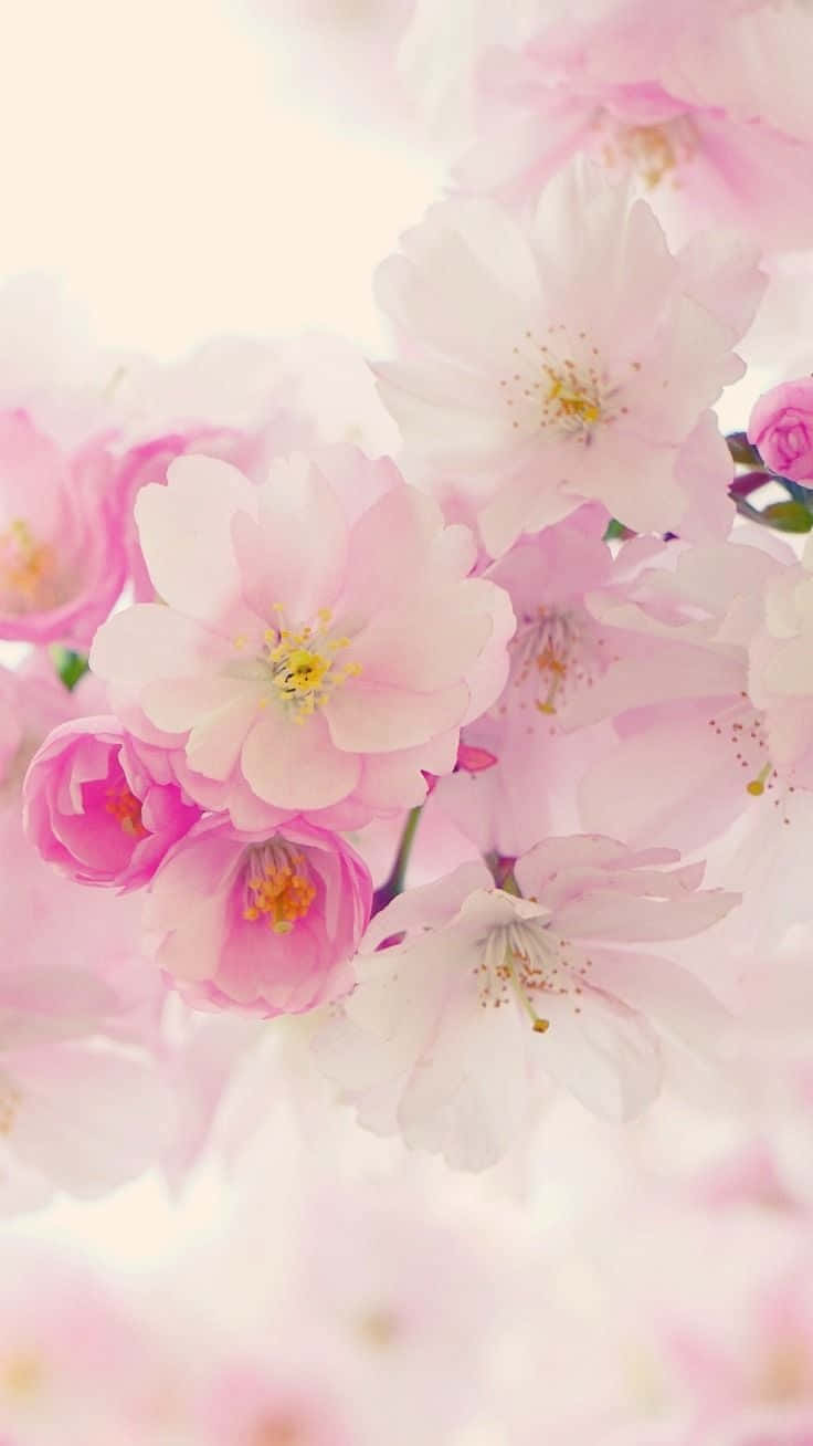 Cherry Blossoms, soft pink, bright hazy background, HD Phone Wallpaper