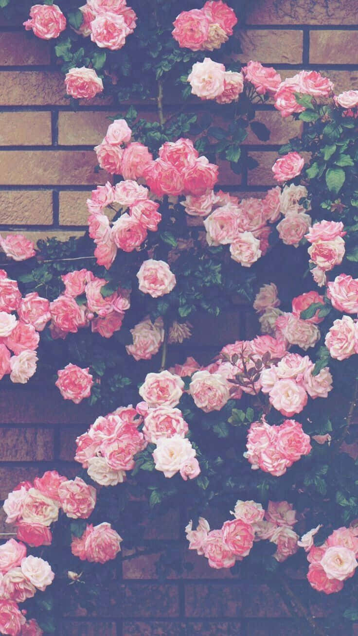 floral aesthetic iphone, pink roses, weathered brick wall, HD Phone Wallpaper