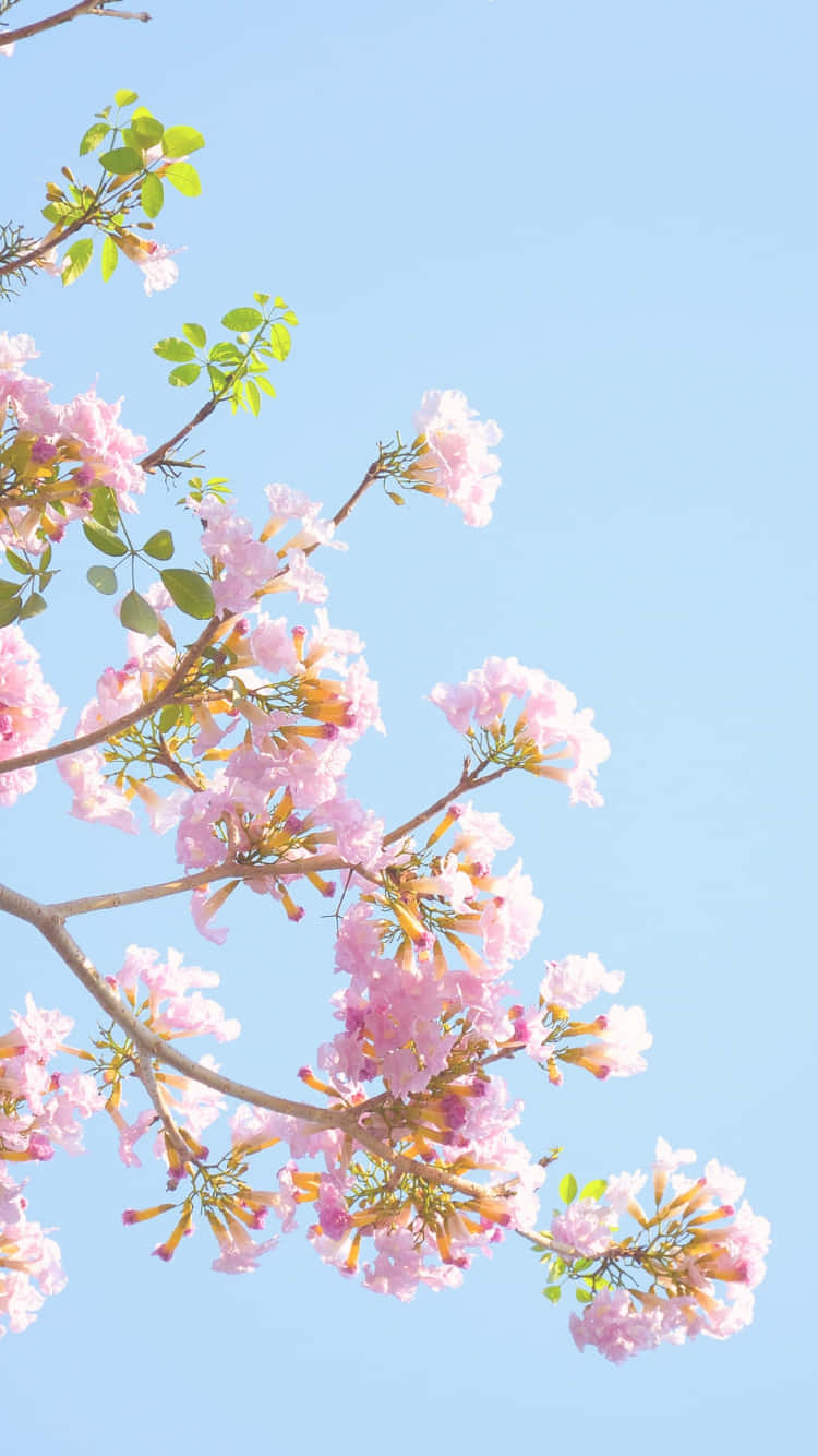 pink trumpet flowers, branches, clear blue sky, HD Phone Wallpaper