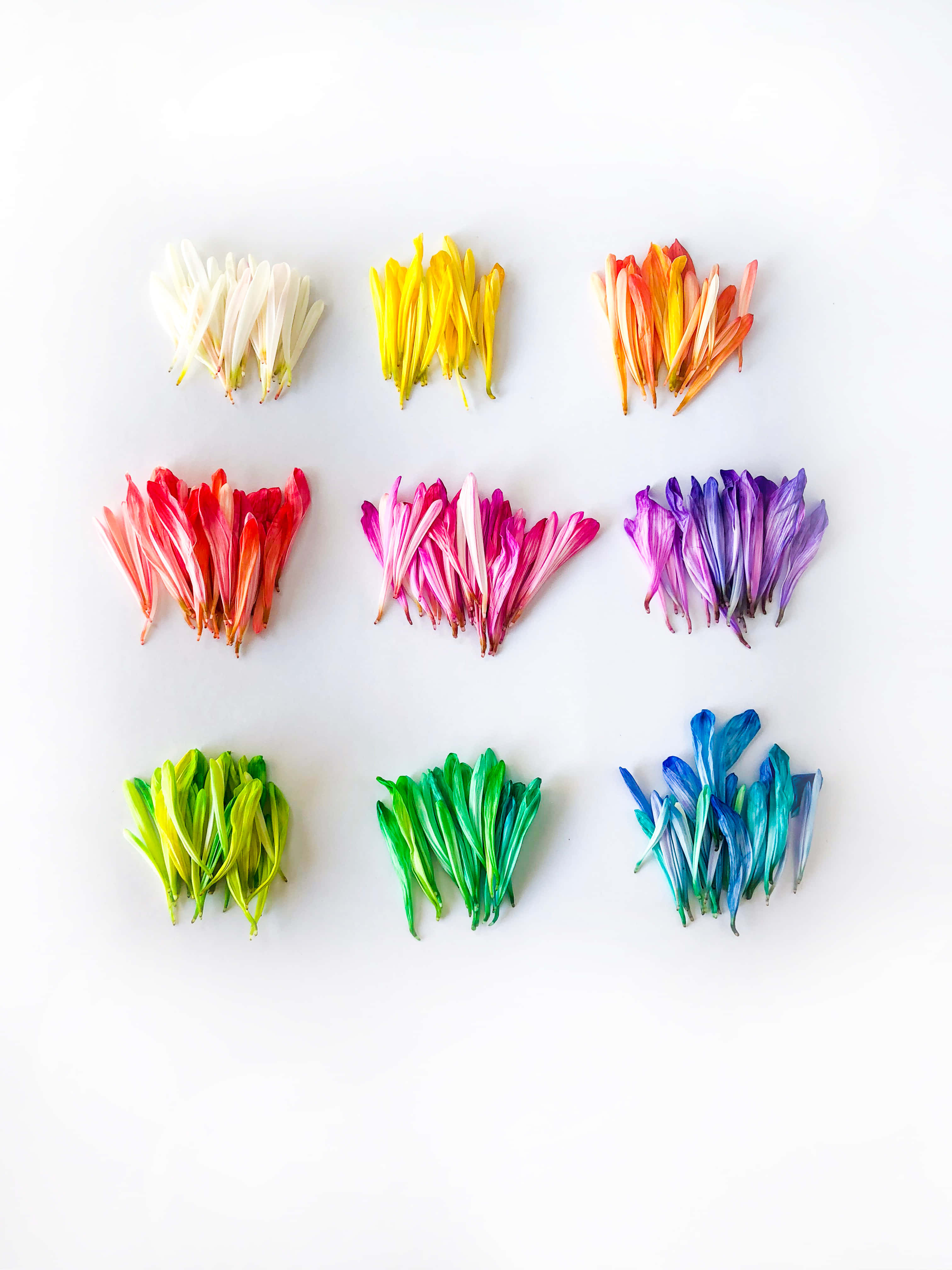 rainbow-colored, flower petals, grid, 4K Phone Wallpaper