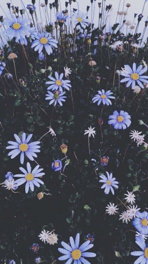 aesthetic floral, blue daisies, yellow centers, SD Phone Wallpaper
