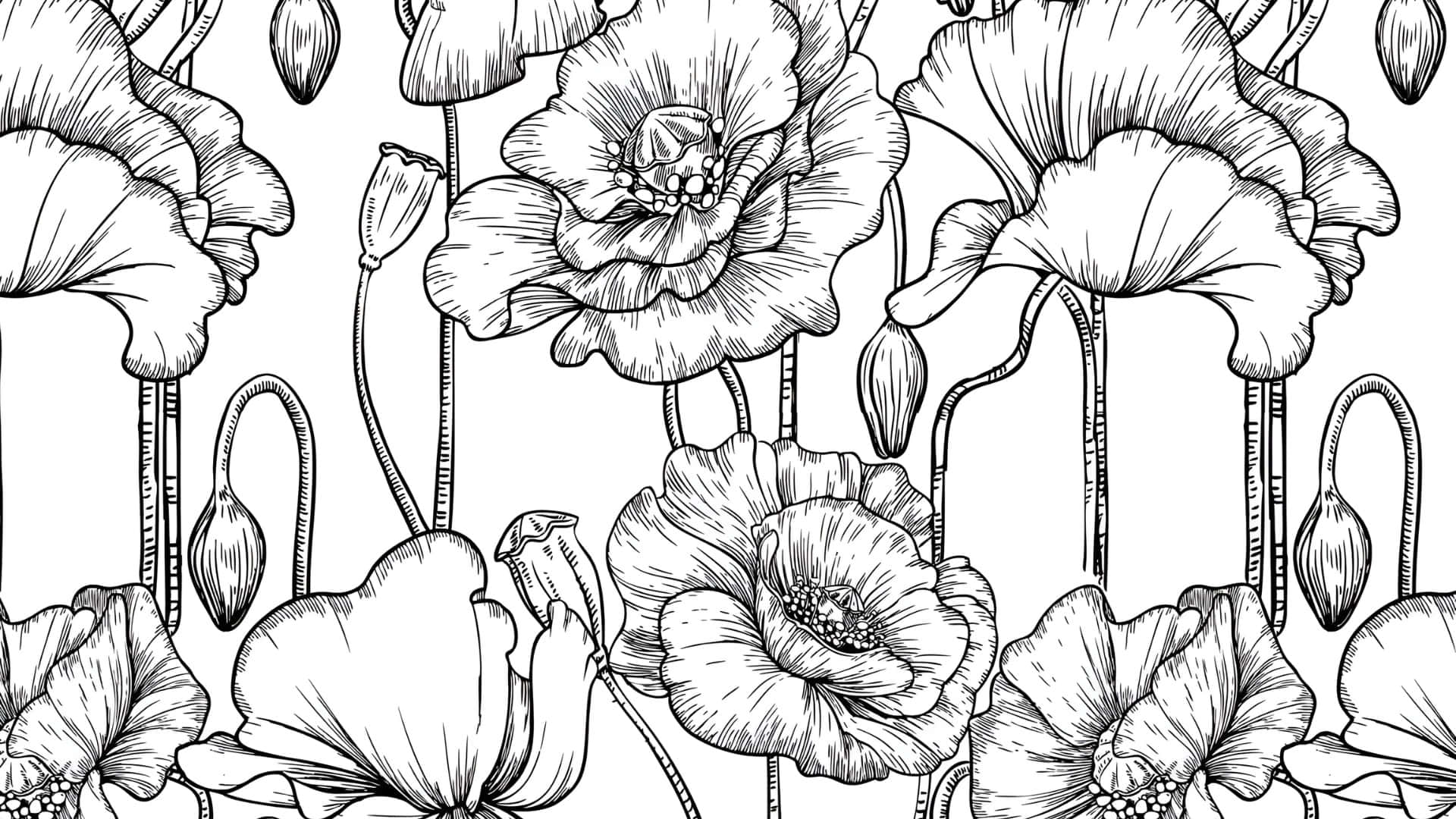 black and white floral pattern, line drawing, poppies, Full HD Desktop Wallpaper
