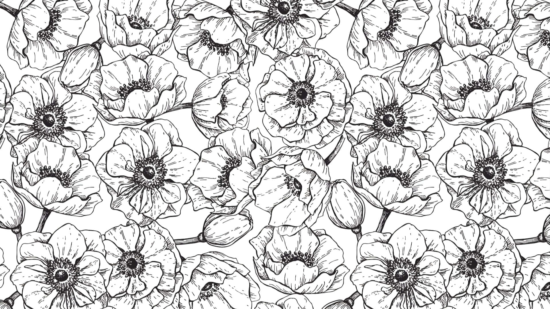 black and white floral pattern, poppies, buds, Full HD Desktop Wallpaper