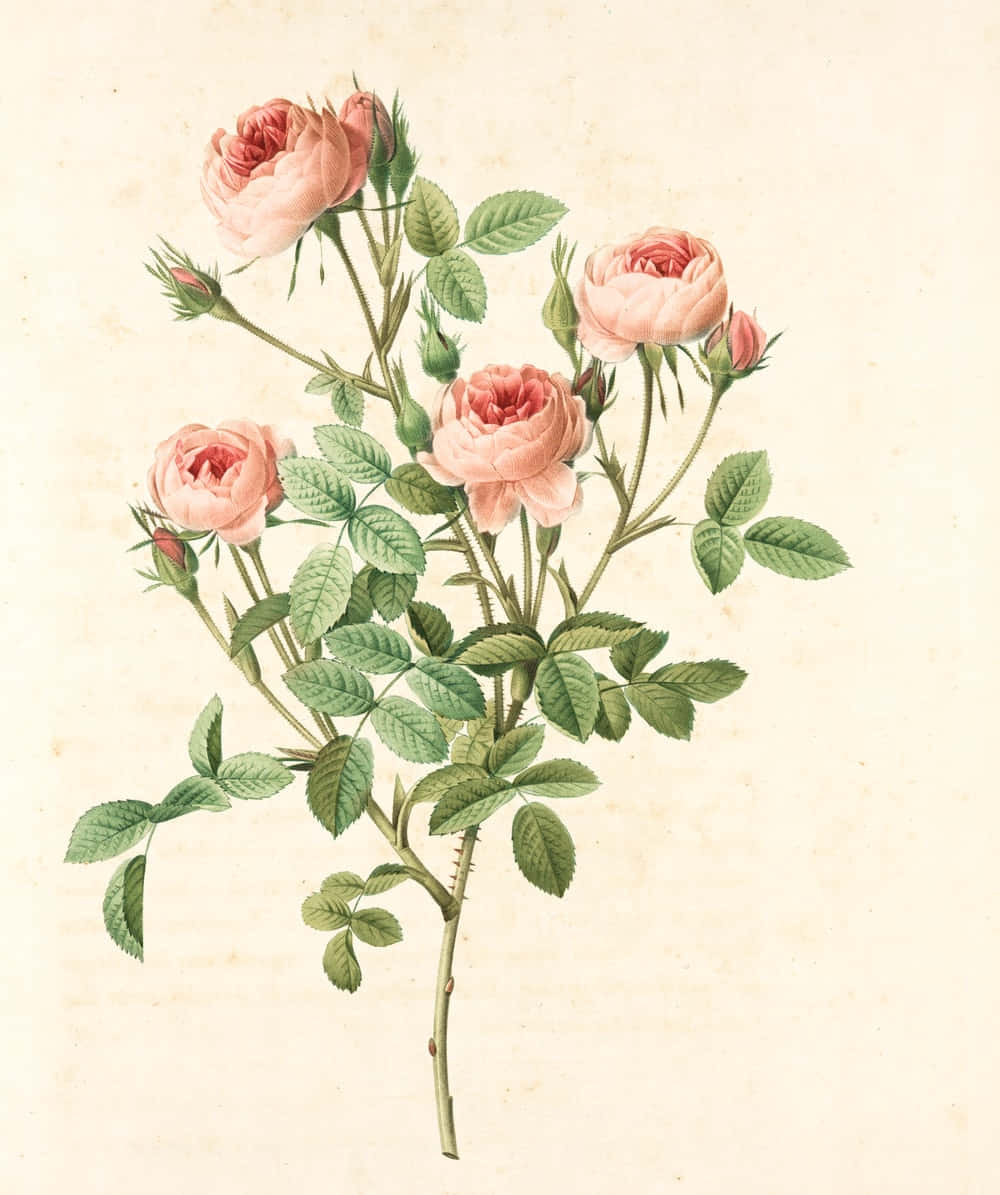 floral art, rose branch, soft pink blooms, SD Phone Wallpaper