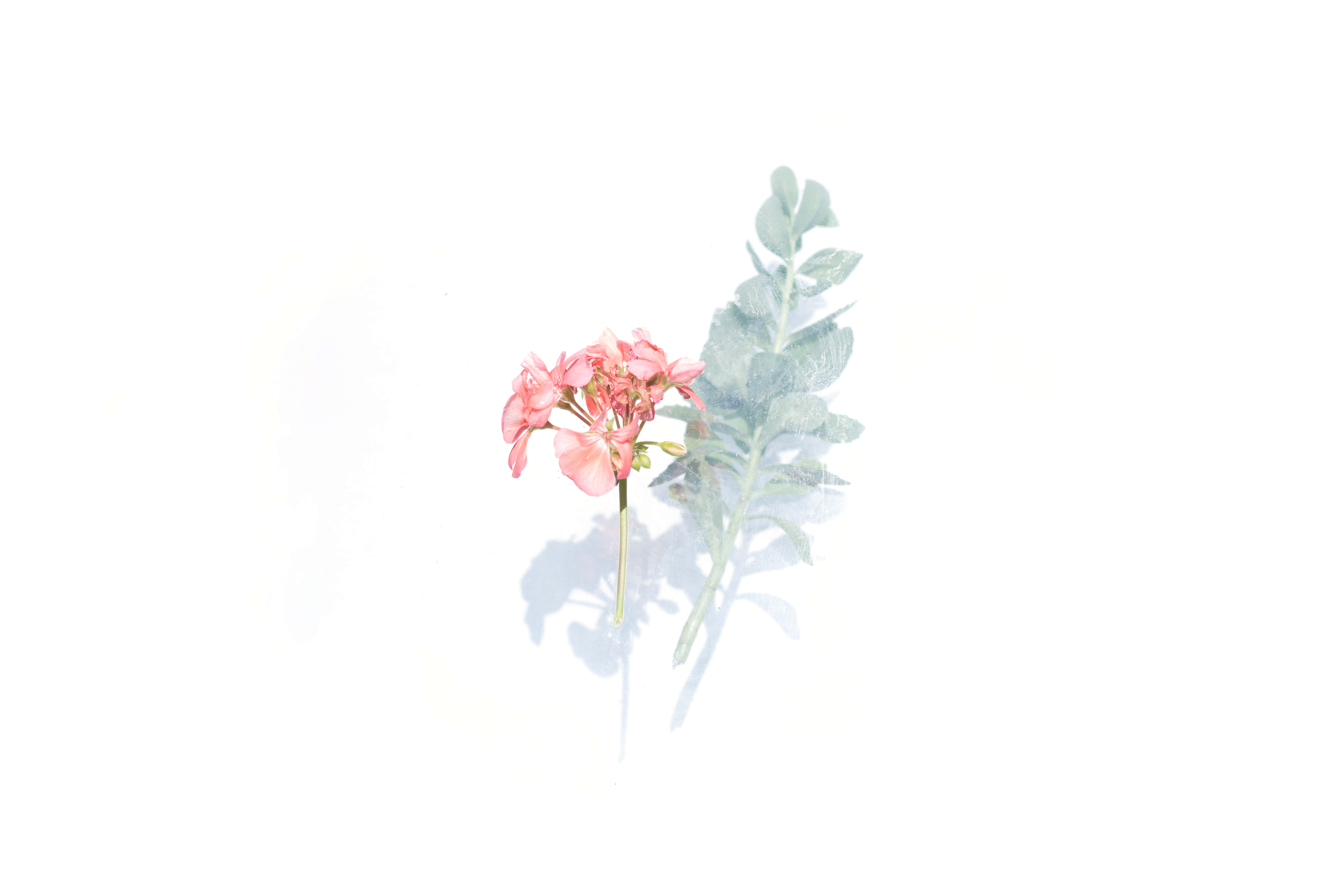 pink flower, green leaves, watercolor painting, 5K Desktop Wallpaper