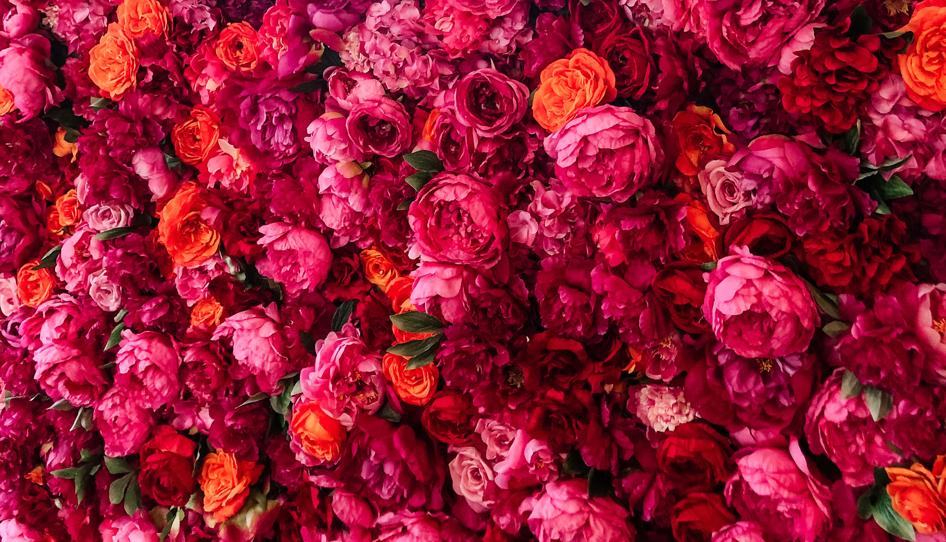 floral computer, vivid pink, orange roses, 2K Desktop Wallpaper