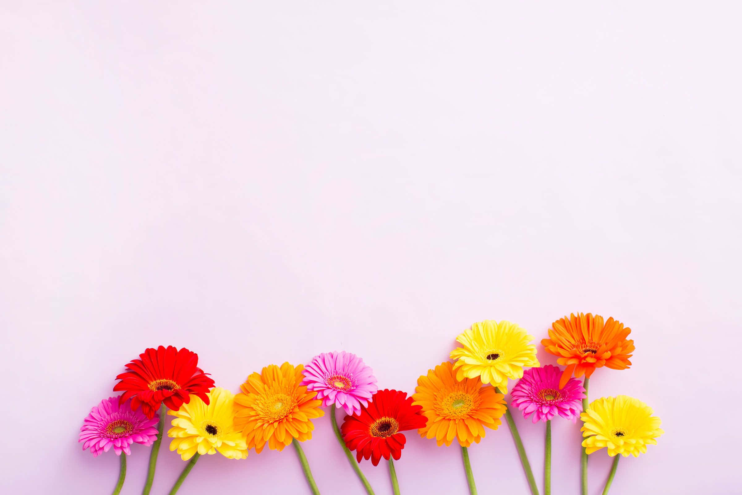 floral computer, gerbera daisies, red, Full HD Desktop Wallpaper