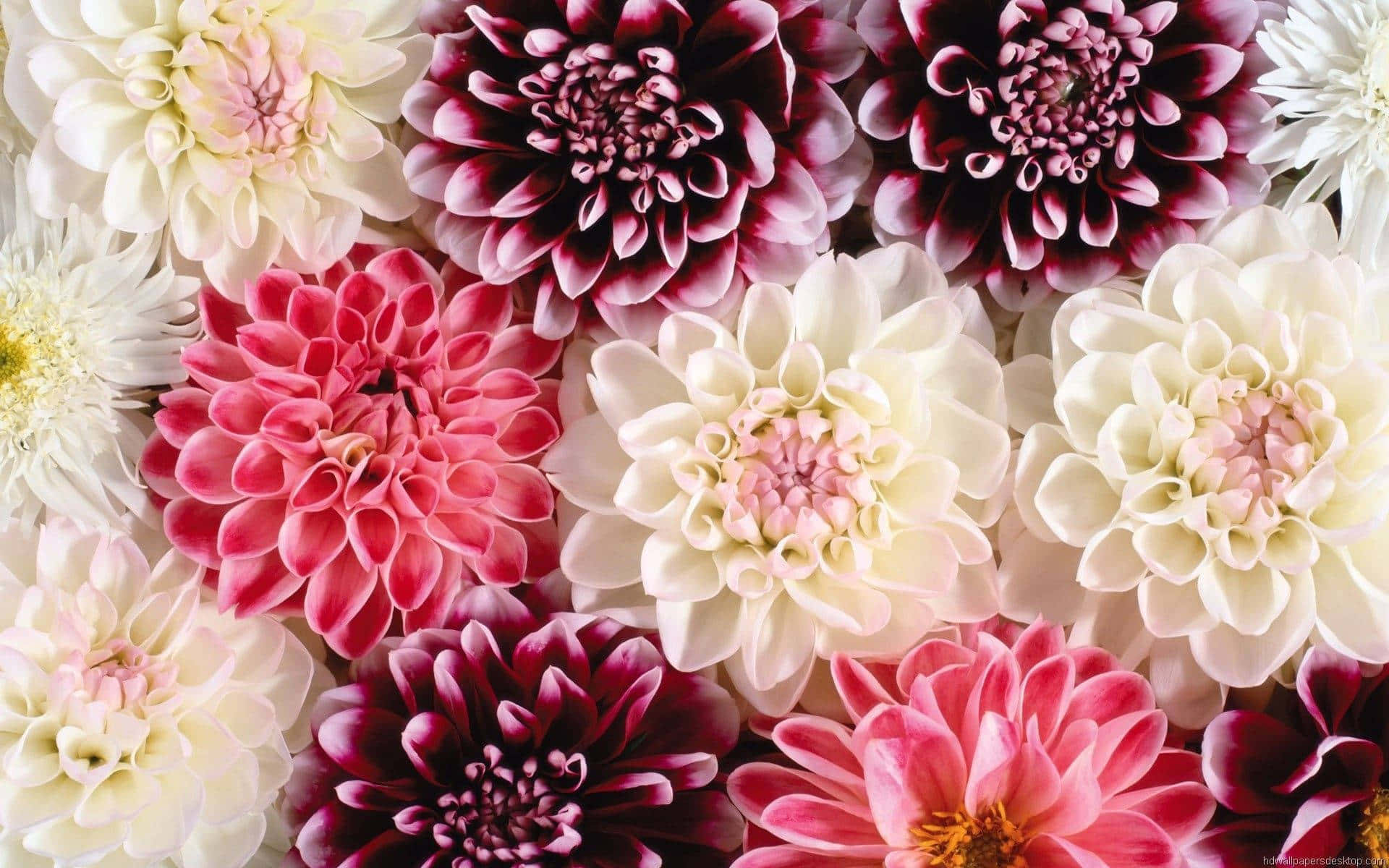 floral computer, dahlia flowers, pink, Full HD Desktop Wallpaper