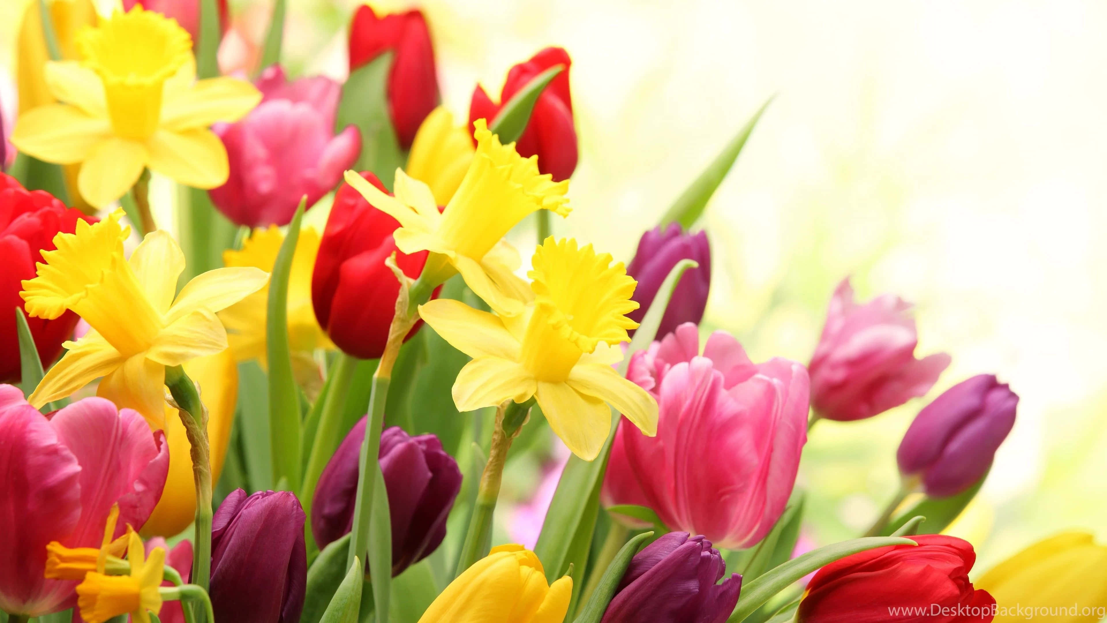 floral computer, yellow daffodils, multicolored tulips, 4K Desktop Wallpaper