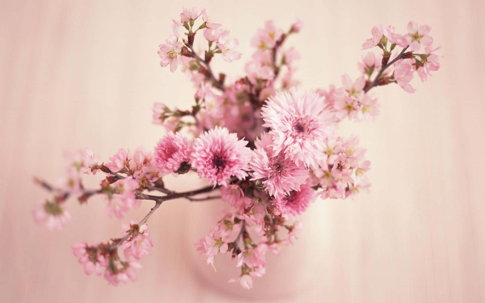 Floral Computer, pink cherry blossoms, warm blurred background, Full HD Desktop Wallpaper