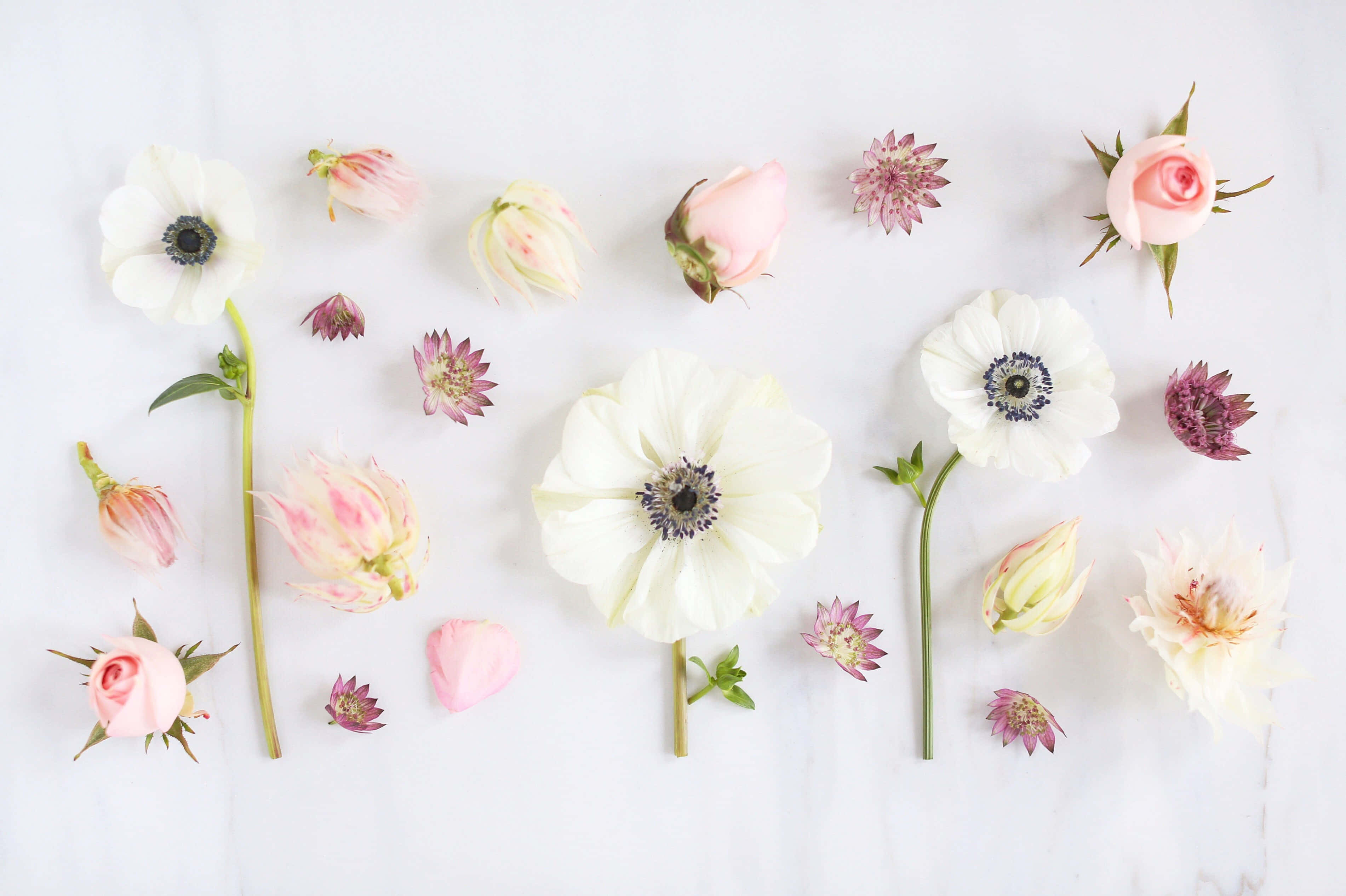 white, pink flower arrangement, green stems, 2K Desktop Wallpaper