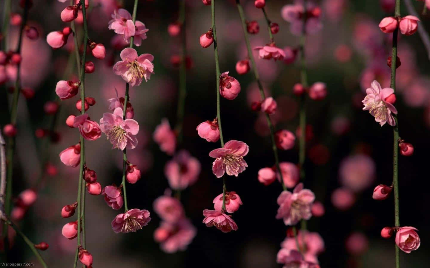 Floral Computer, pink blossoms, slender branches, HD Desktop Wallpaper
