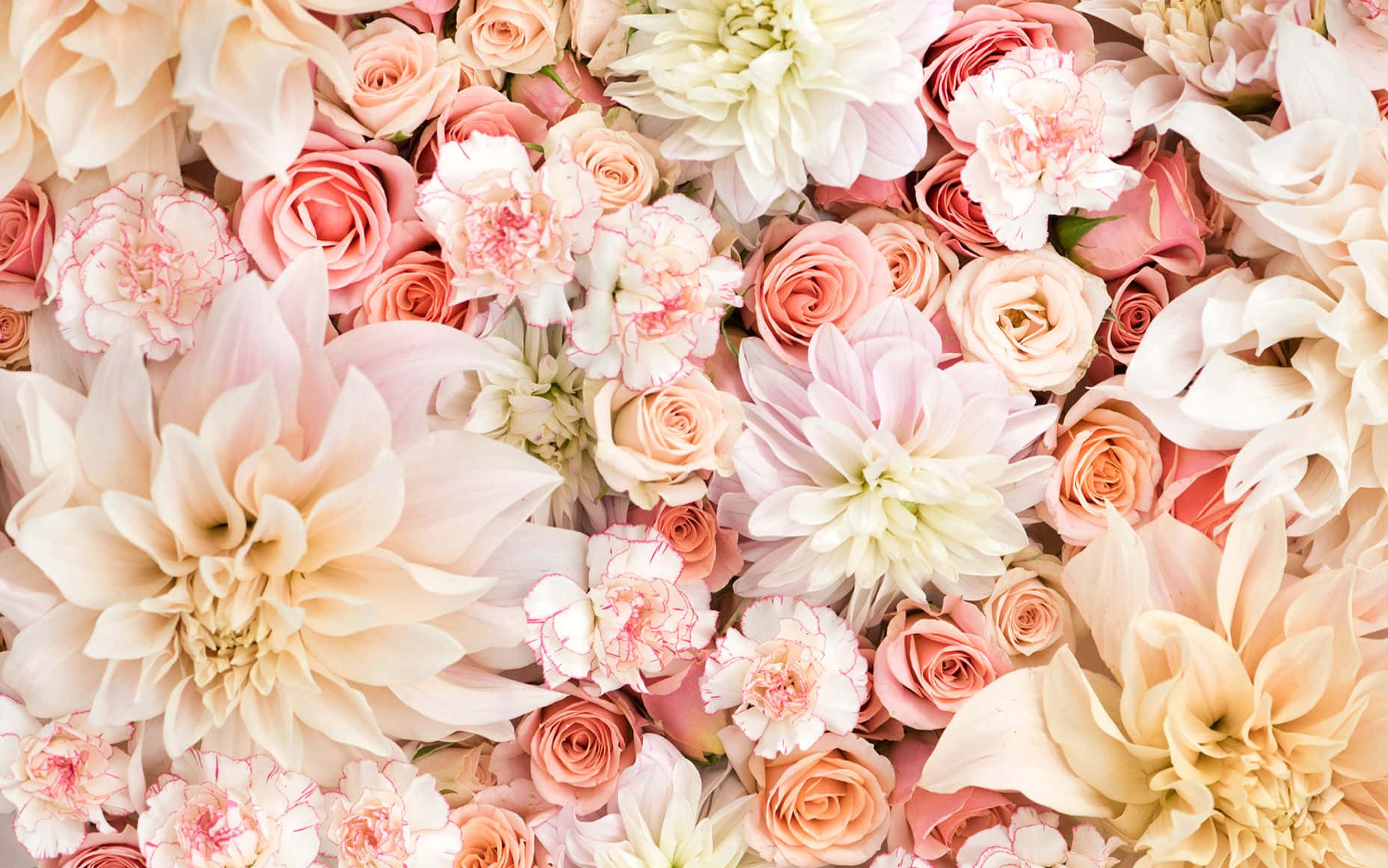 pastel pink, peach, cream, HD Desktop Wallpaper