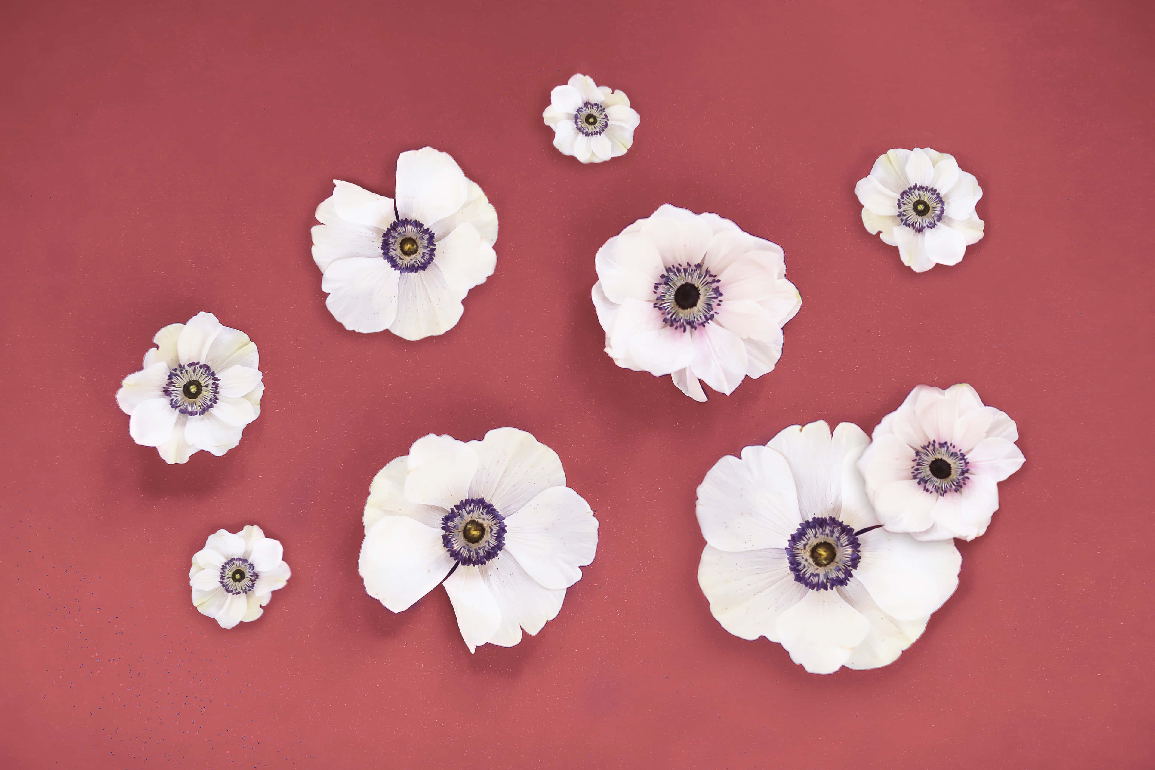 white anemones, purple centers, solid dusty rose background, 4K Desktop Wallpaper