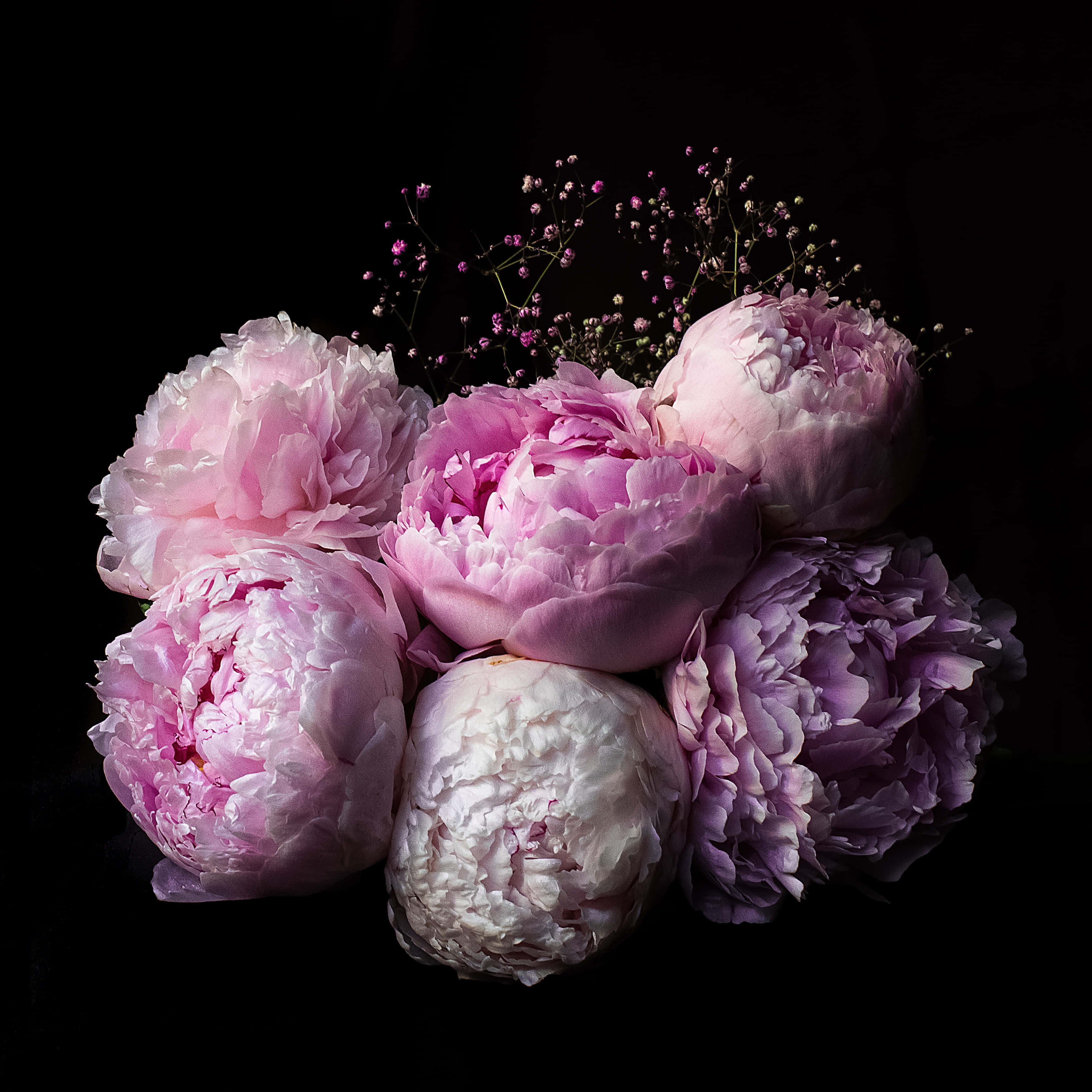 floral computer, pink and white peonies, baby's breath, 2K Desktop Wallpaper