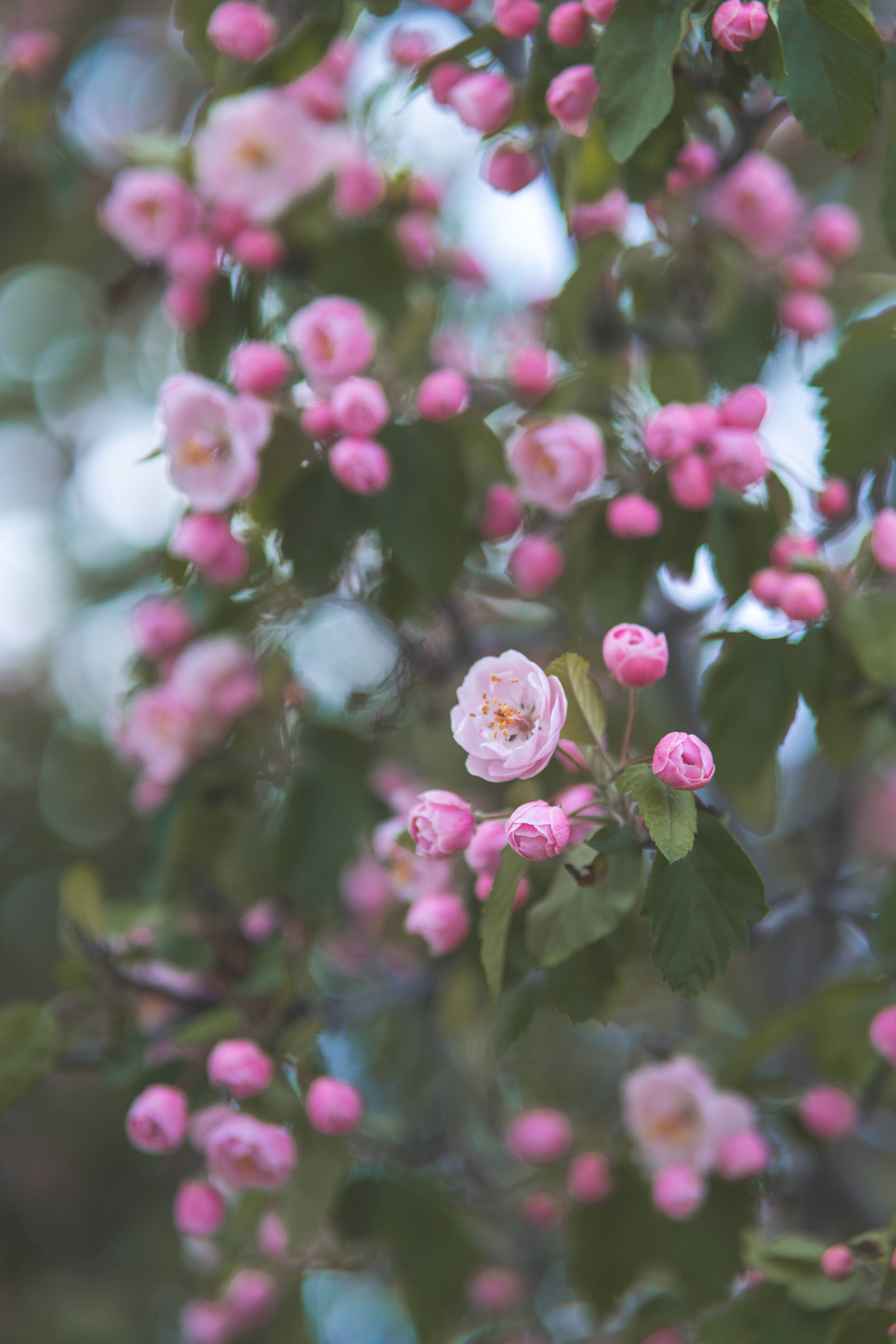 Flowers On Tree, soft pink blossoms, green leaves, 5K Phone Wallpaper