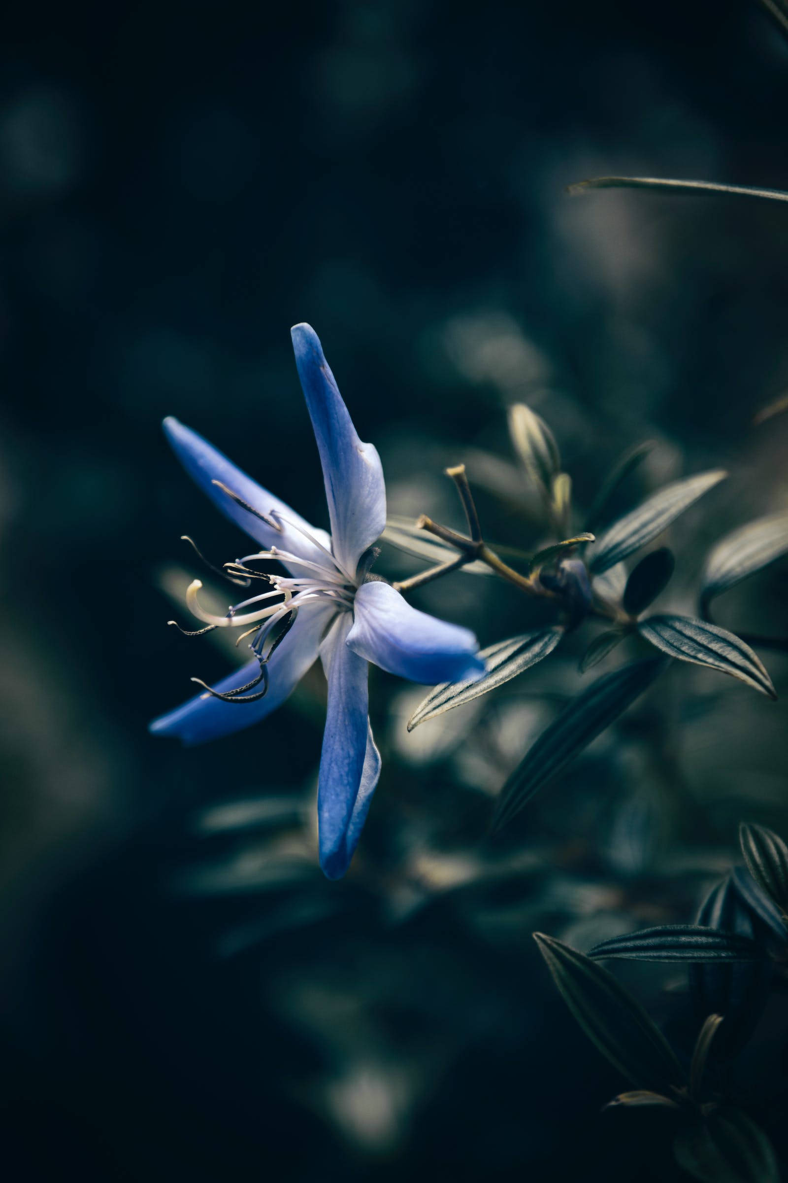 Blue Star Floral iPhone, blue flower, white center, Full HD Phone Wallpaper