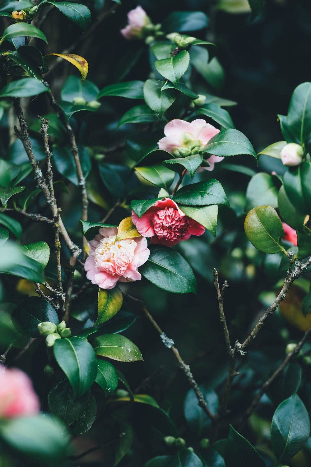 green leaves, floral iPhone, soft pink camellia, HD Phone Wallpaper