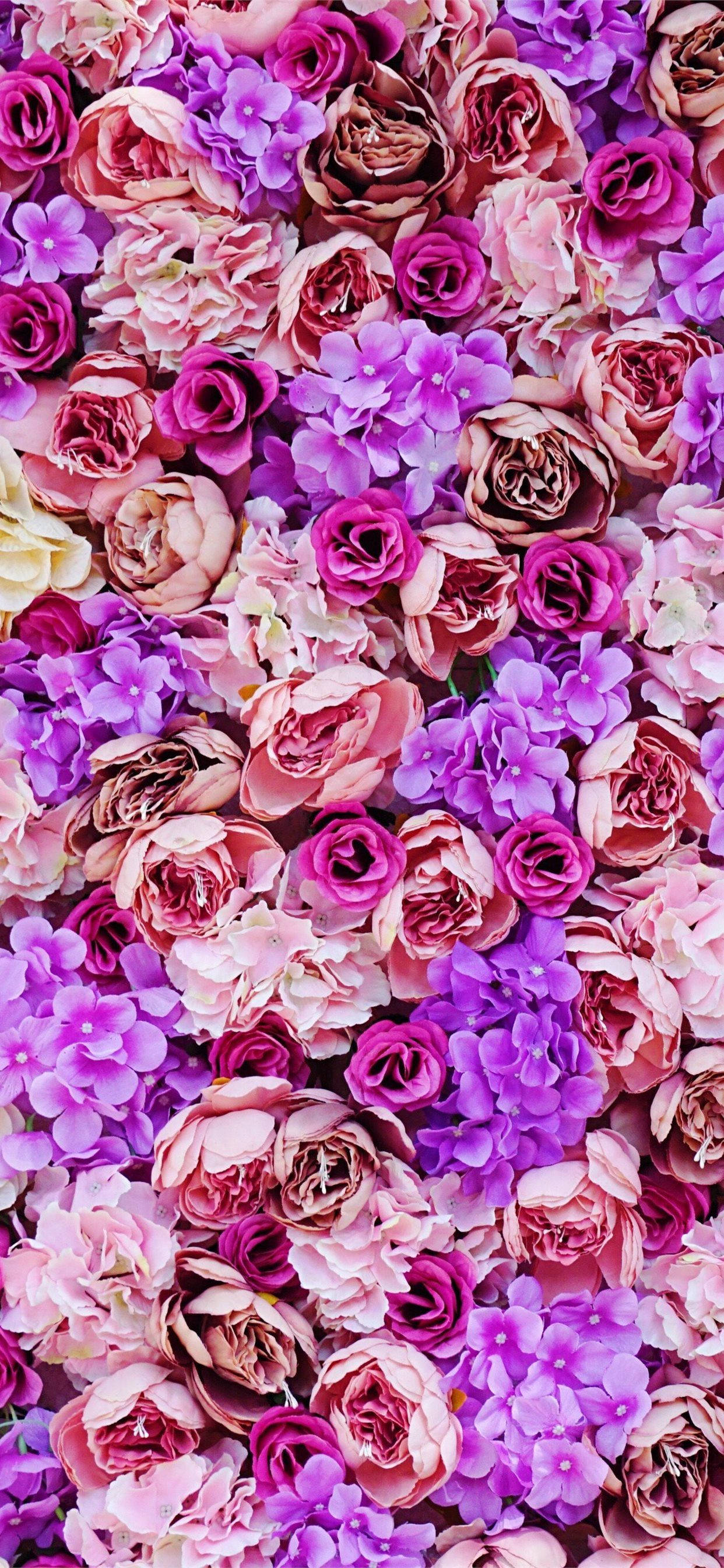 iPhone 11, purple, pink roses, 2K Phone Wallpaper
