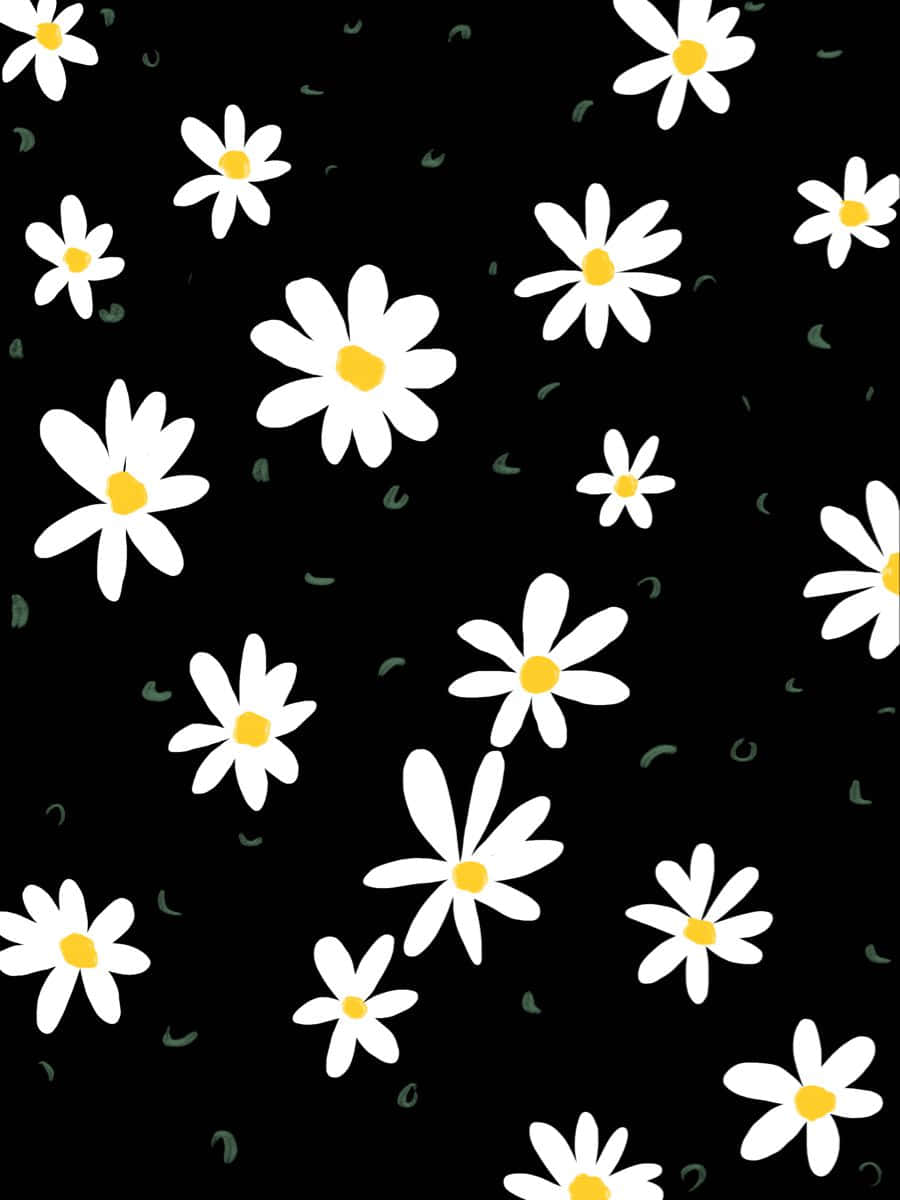 daisy, yellow centers, black background, SD Phone Wallpaper