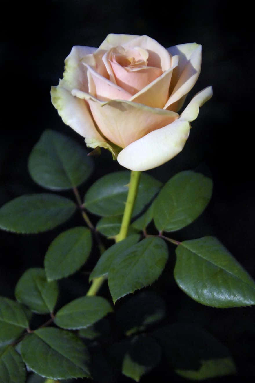hybrid tea roses, pale peach rose, delicate petals, HD Phone Wallpaper