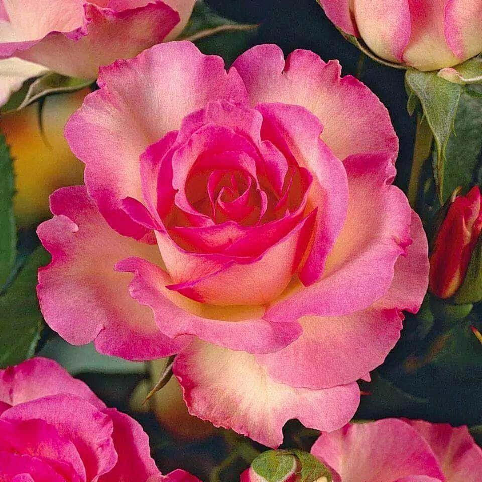 hybrid tea roses, vibrant pink and yellow rose, delicate ruffled petals, SD Desktop Wallpaper