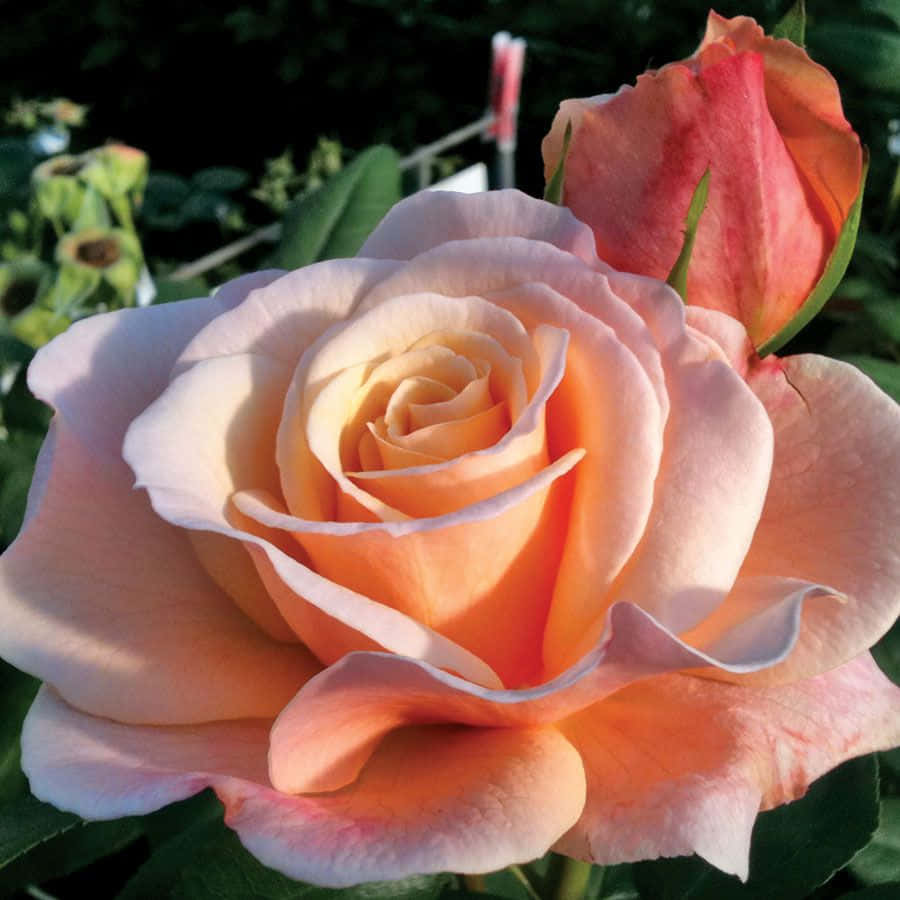 hybrid tea roses, soft peach rose, warm sunlight, SD Desktop Wallpaper
