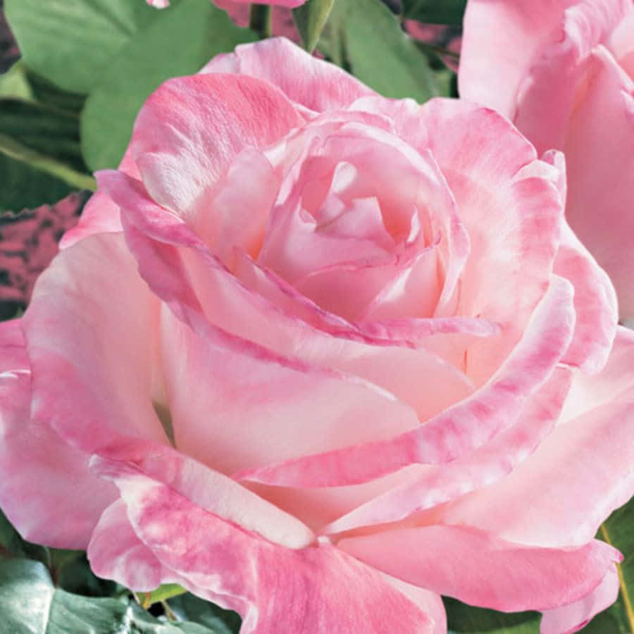 hybrid tea roses, pink rose, layered petals, SD Desktop Wallpaper