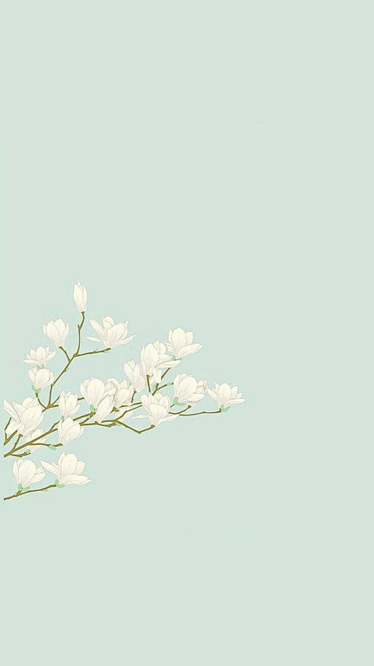 pastel teal, white magnolia blossoms, soft mint green background, HD Phone Wallpaper
