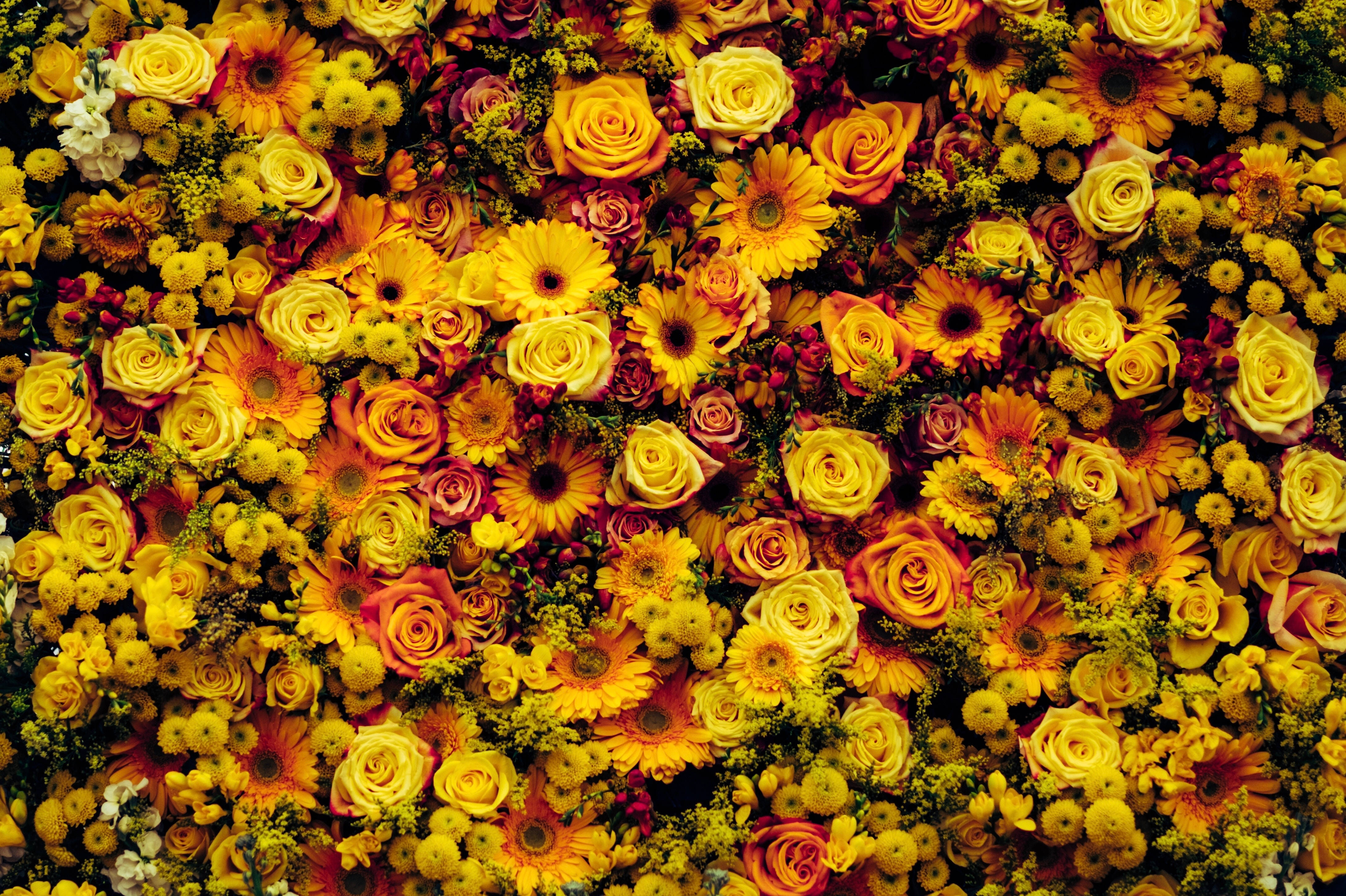 golden floral party, yellow orange, pink, 4K Desktop Wallpaper