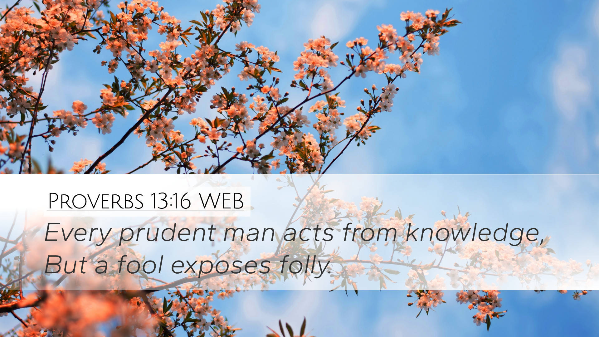 Proverbs 13:16, pink cherry blossoms, clear blue sky, Full HD Desktop Wallpaper