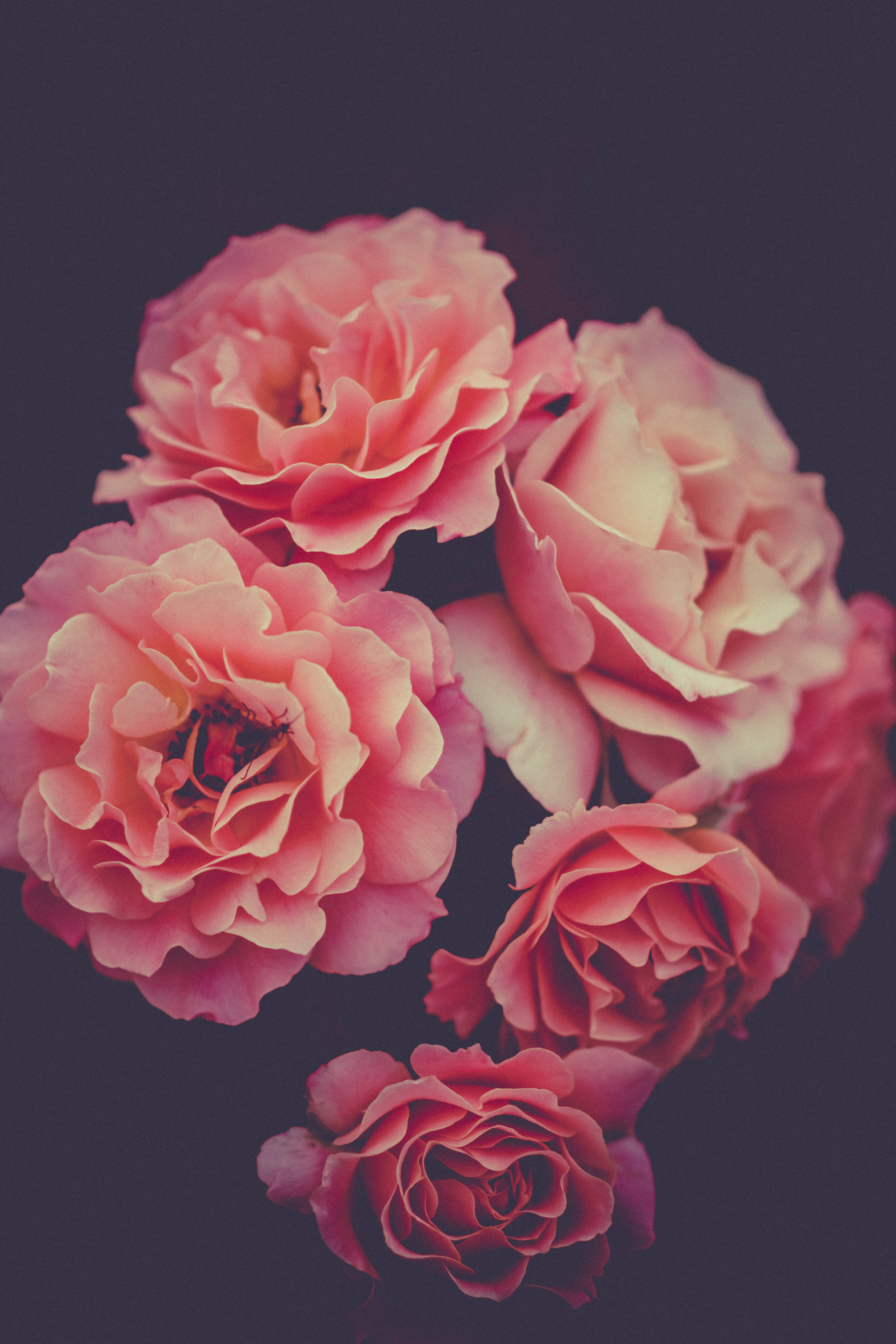pink roses, delicate layered petals, dark muted background, 5K Phone Wallpaper