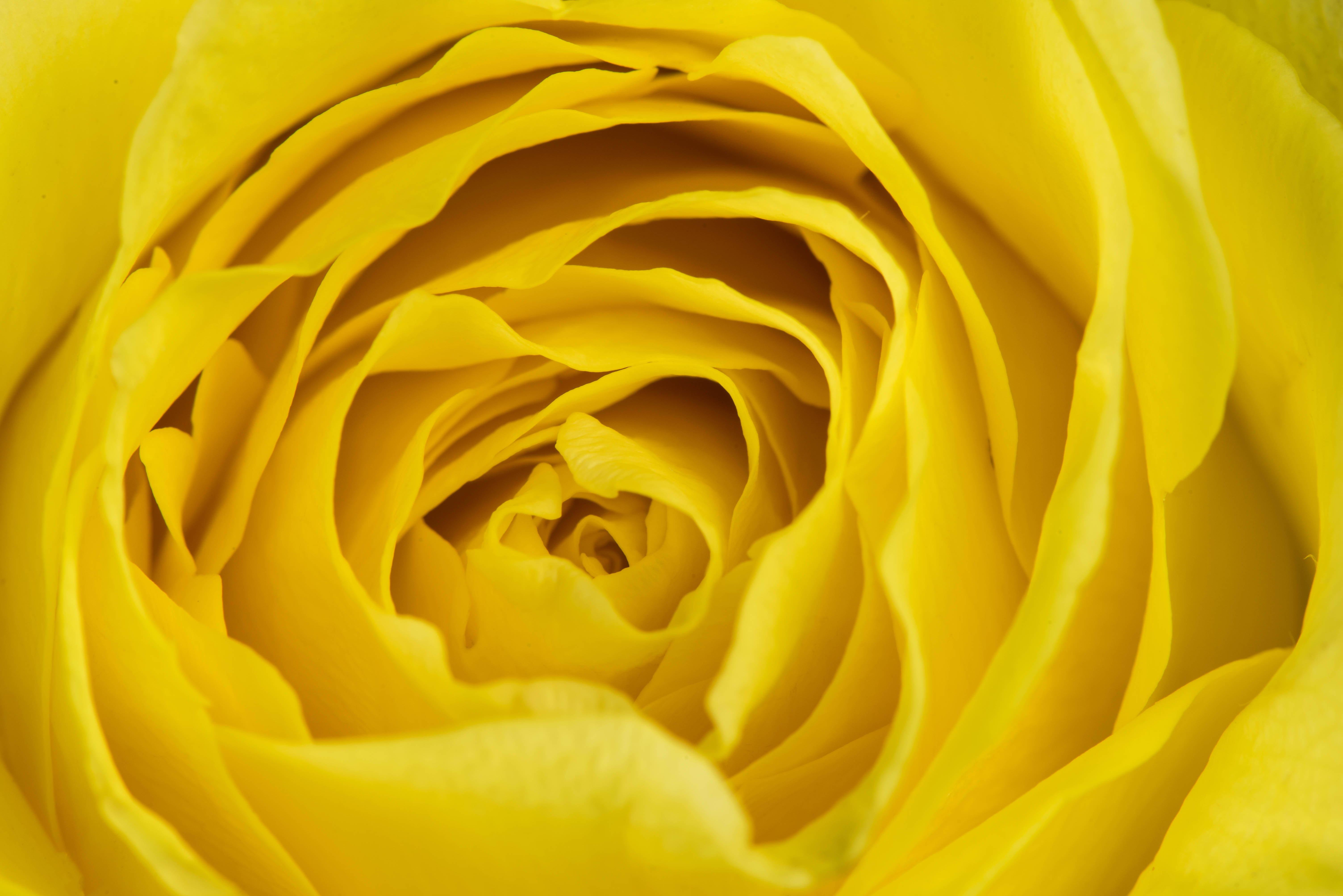 yellow aesthetic laptop, zoomed rose, vibrant yellow rose, 5K Desktop Wallpaper