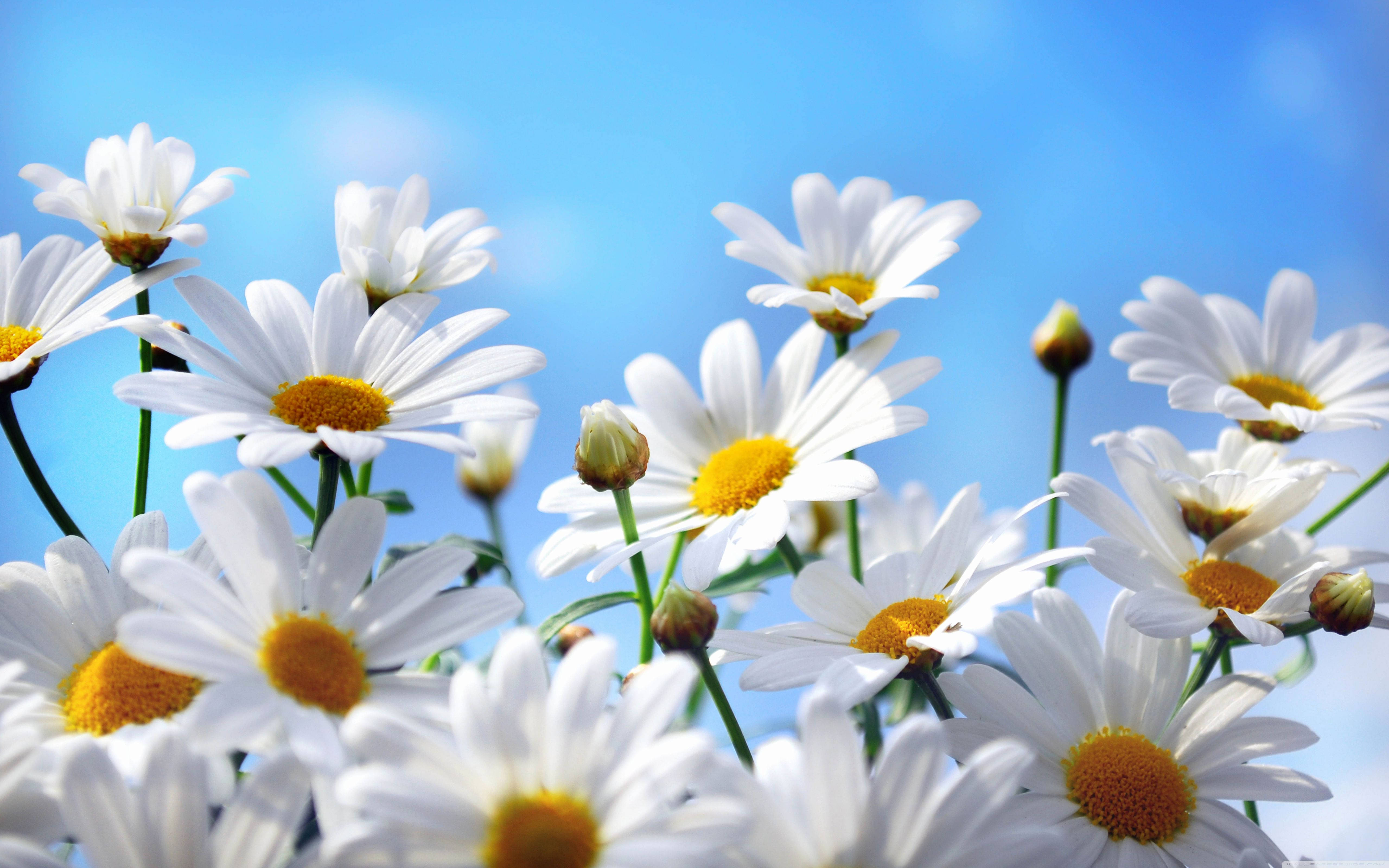 white daisies, golden centers, clear blue sky, 5K Desktop Wallpaper