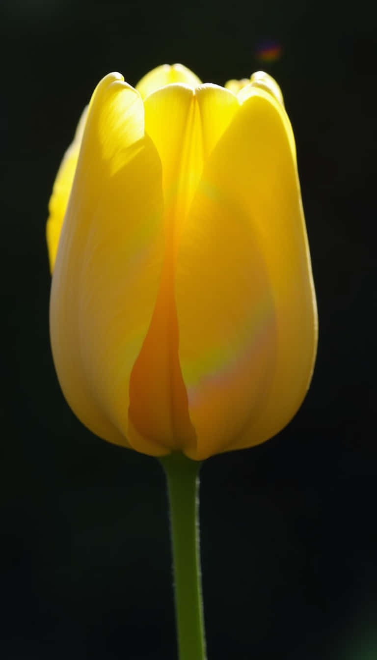 yellow tulip, black background, subtle lens flare, HD Phone Wallpaper